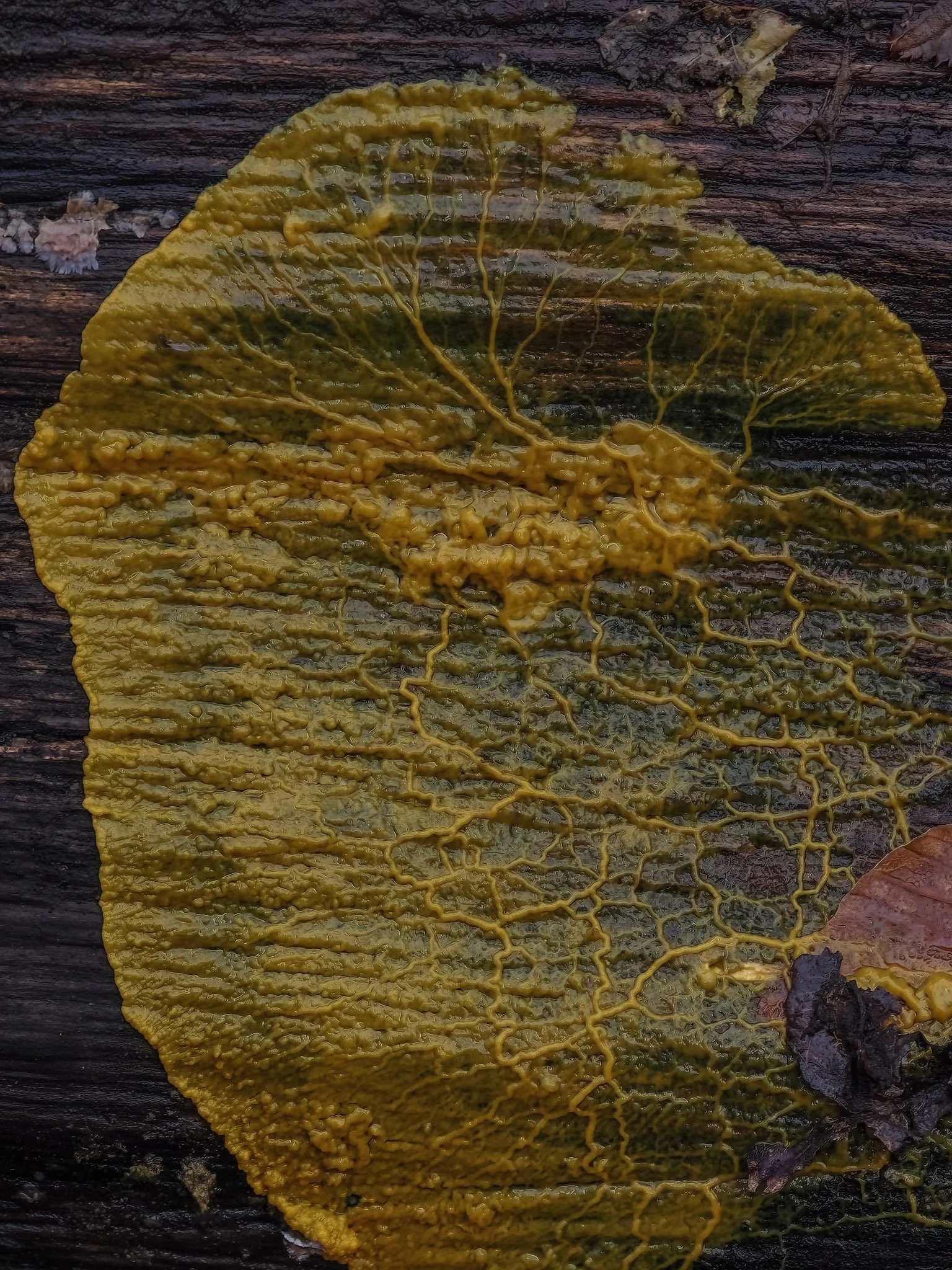 Close-up of a yellowish creeping slime mold with visible veins, lying on a dark wooden surface.