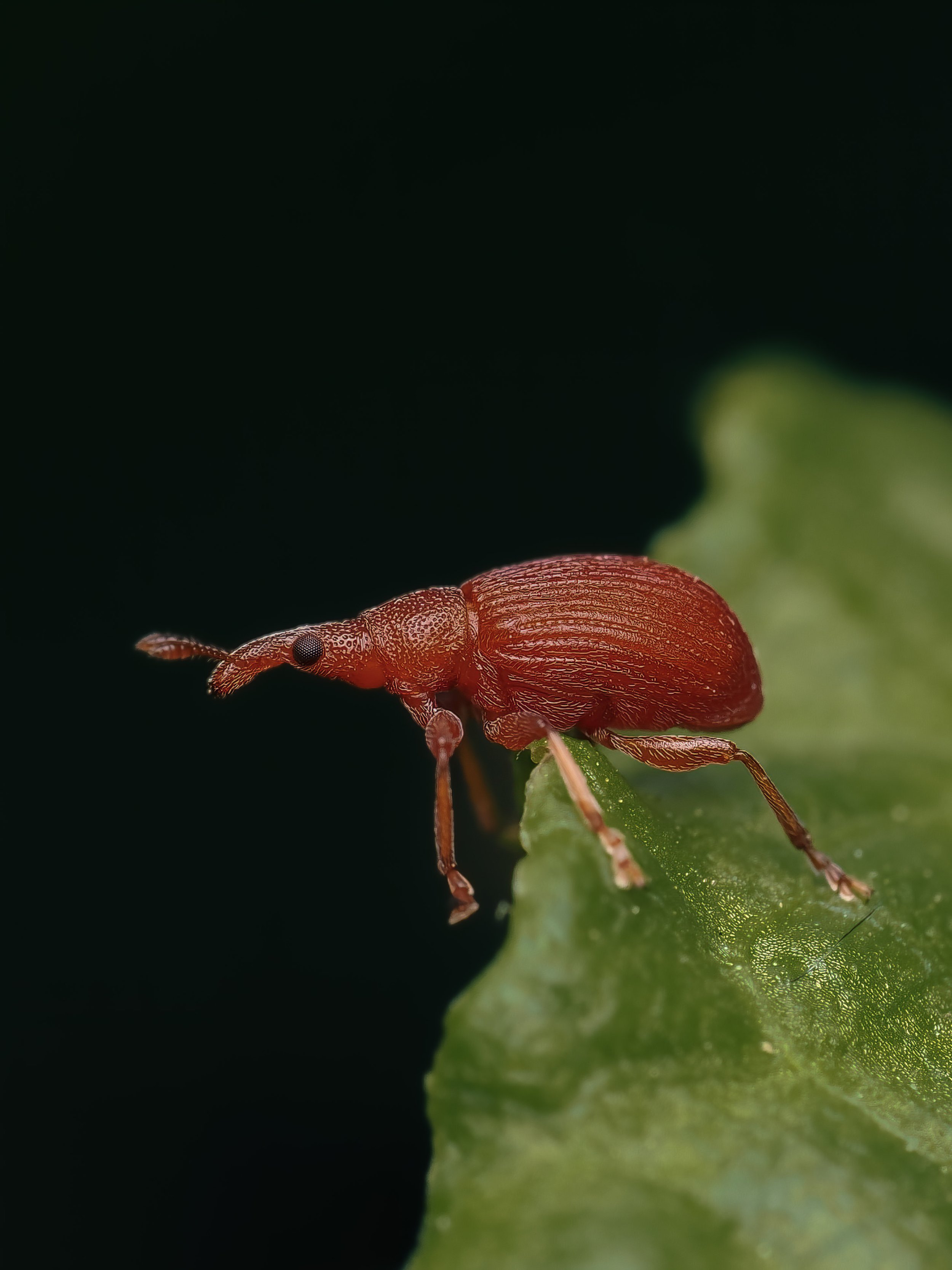 Close-up of a tiny reddish weevil on a green leaf with a dark background.