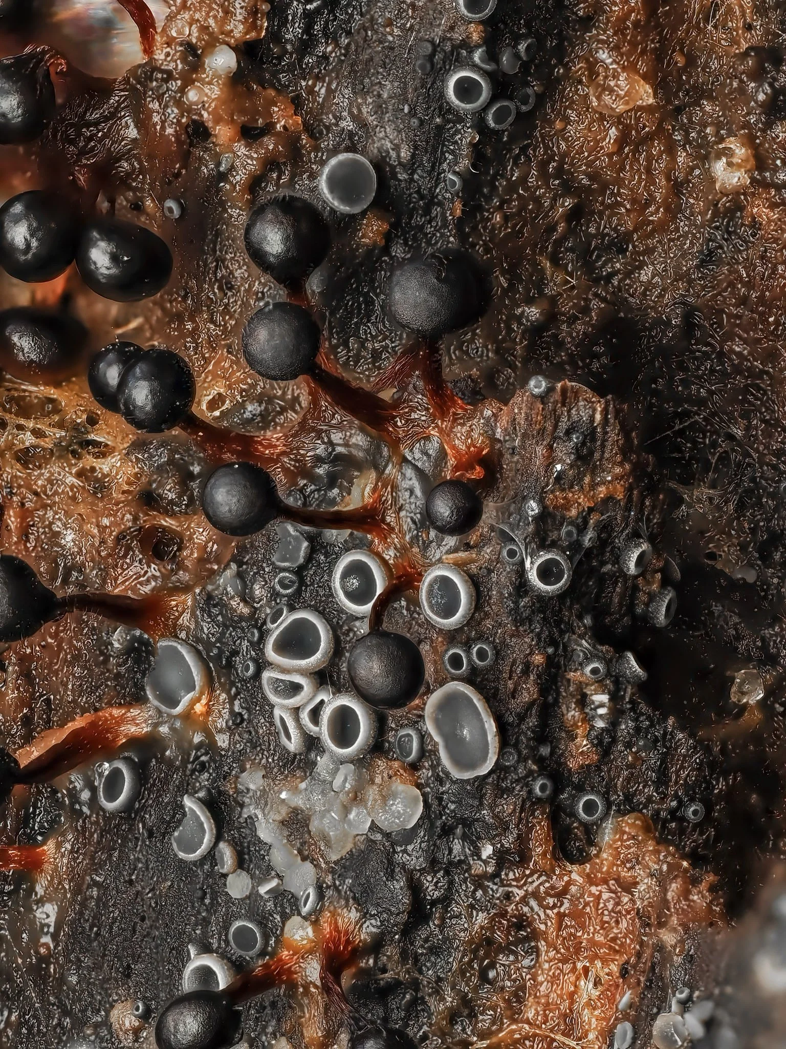 Close-up picture of black slime mold and fungus on decaying organic matter.