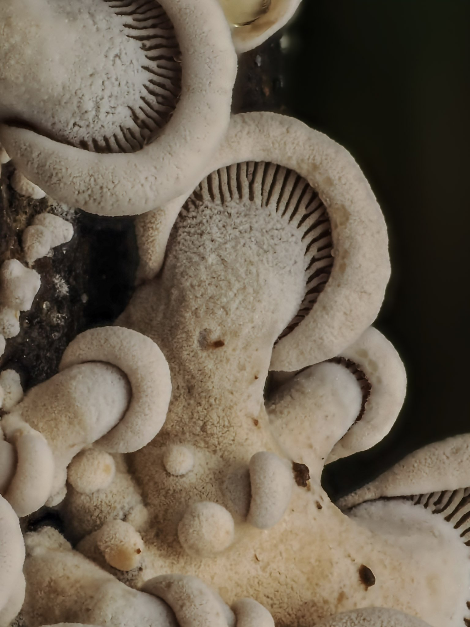 Close-up of clustered white mushrooms with visible gills on the underside of the caps.