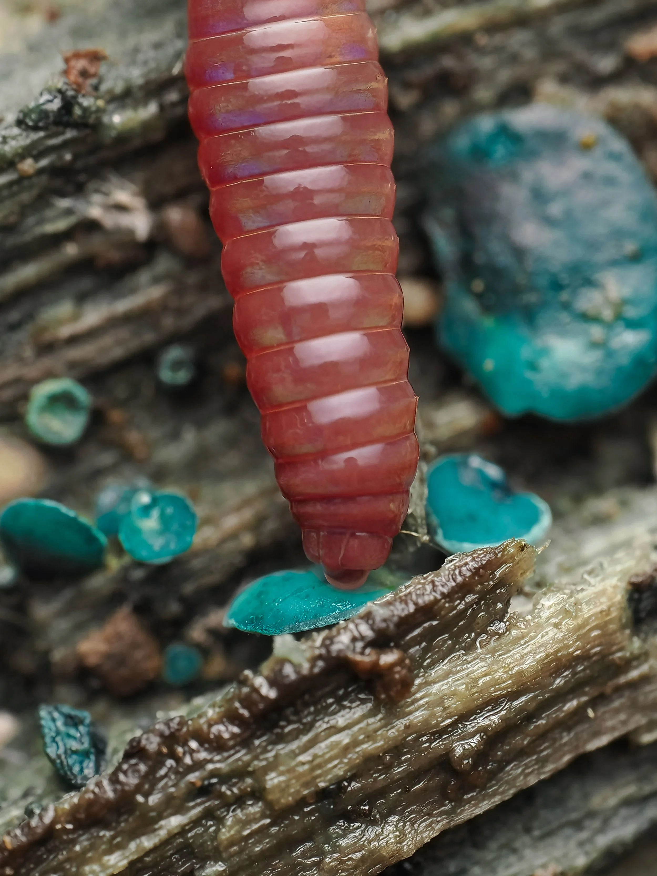 Close-up of a glossy earthworm on decaying wood with turquoise green elfcup fungus growing on it.