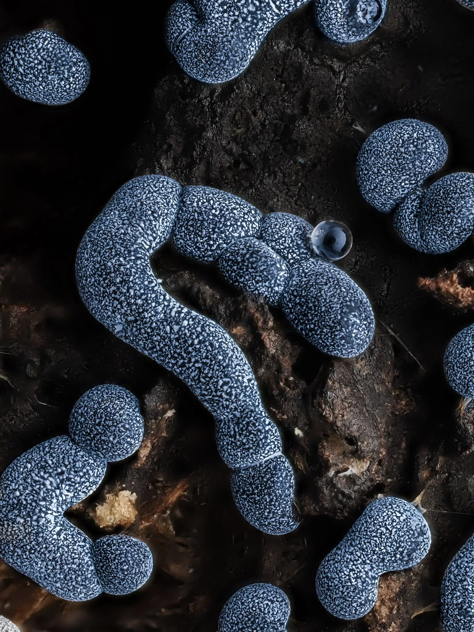 Close-up of blue-gray slime molds with textured, lumpy appearance growing on dark, moist wood.