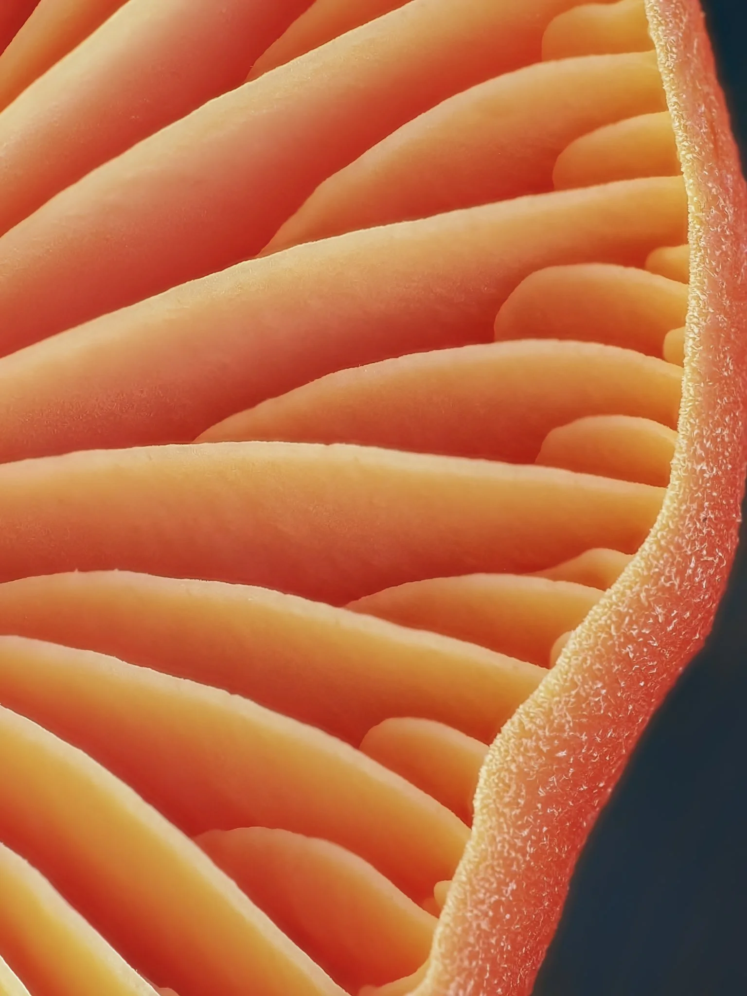 Close-up of orange waxcap mushroom gills with ridges and textured surface.