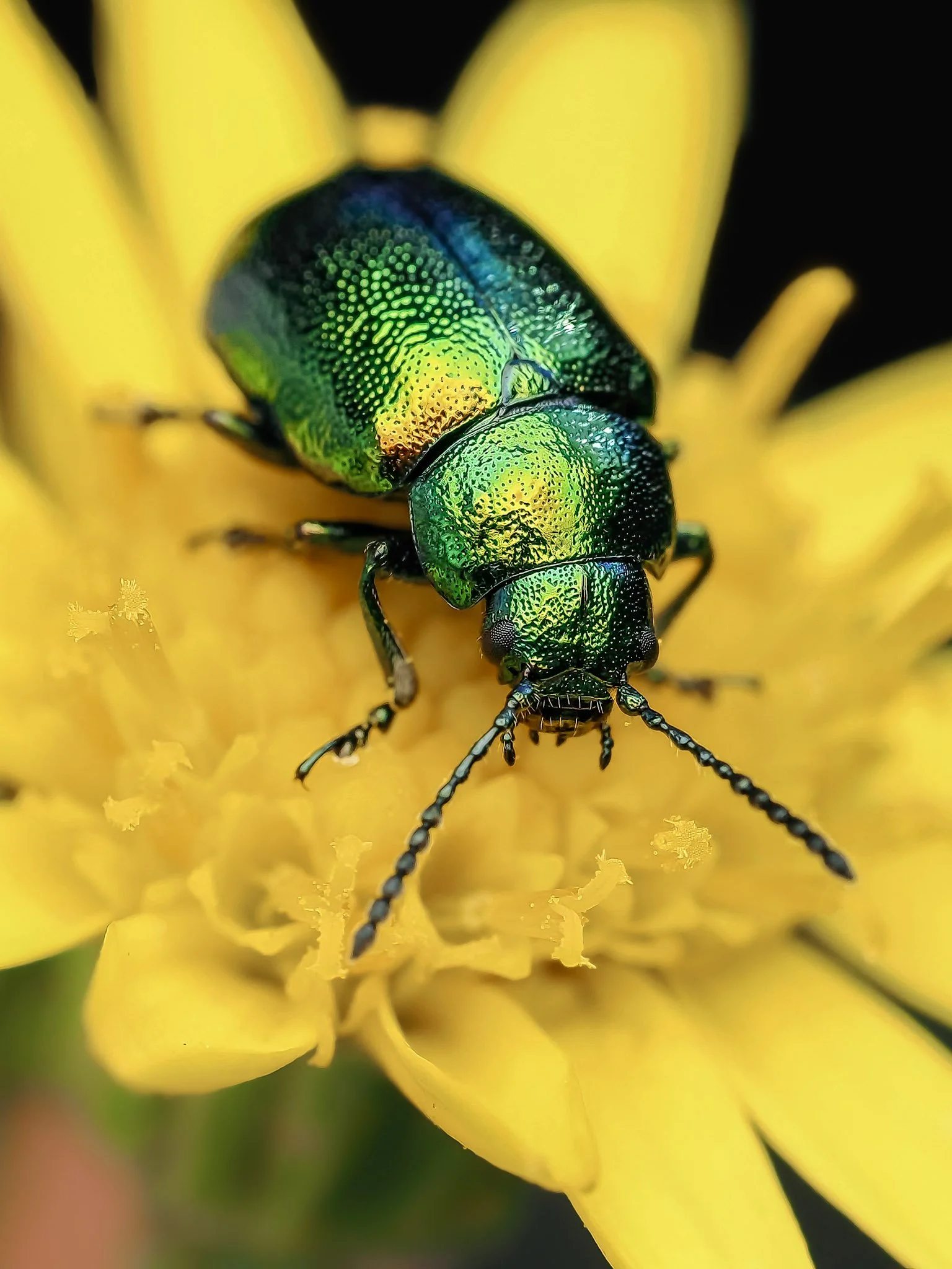 A close-up of a metallic green beetle on a yellow flower with multiple petals.