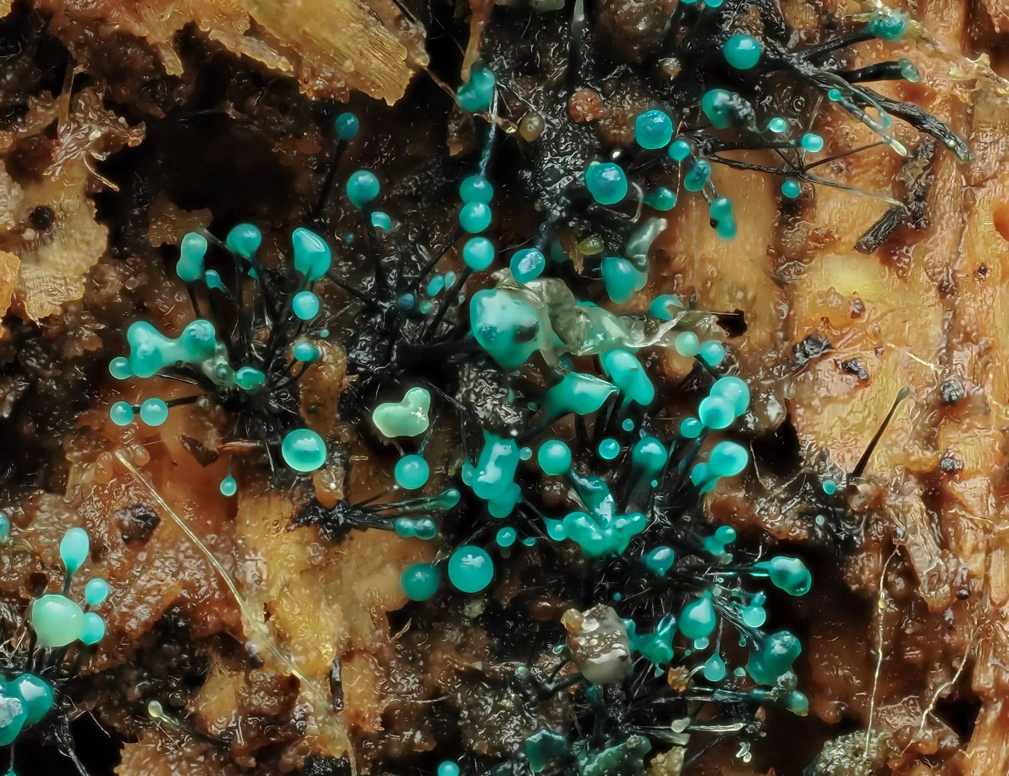 Close-up of blue-green Dendrostilbella smaragdina, aka the Teal conifer-pin growing on decaying organic matter.