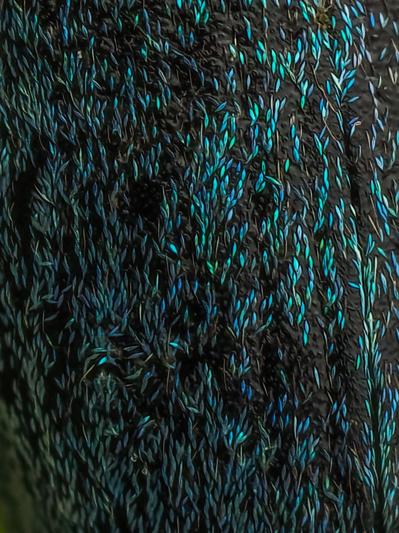Close-up of the texture of a weevil's back with iridescent blue-green streaks and patterns.