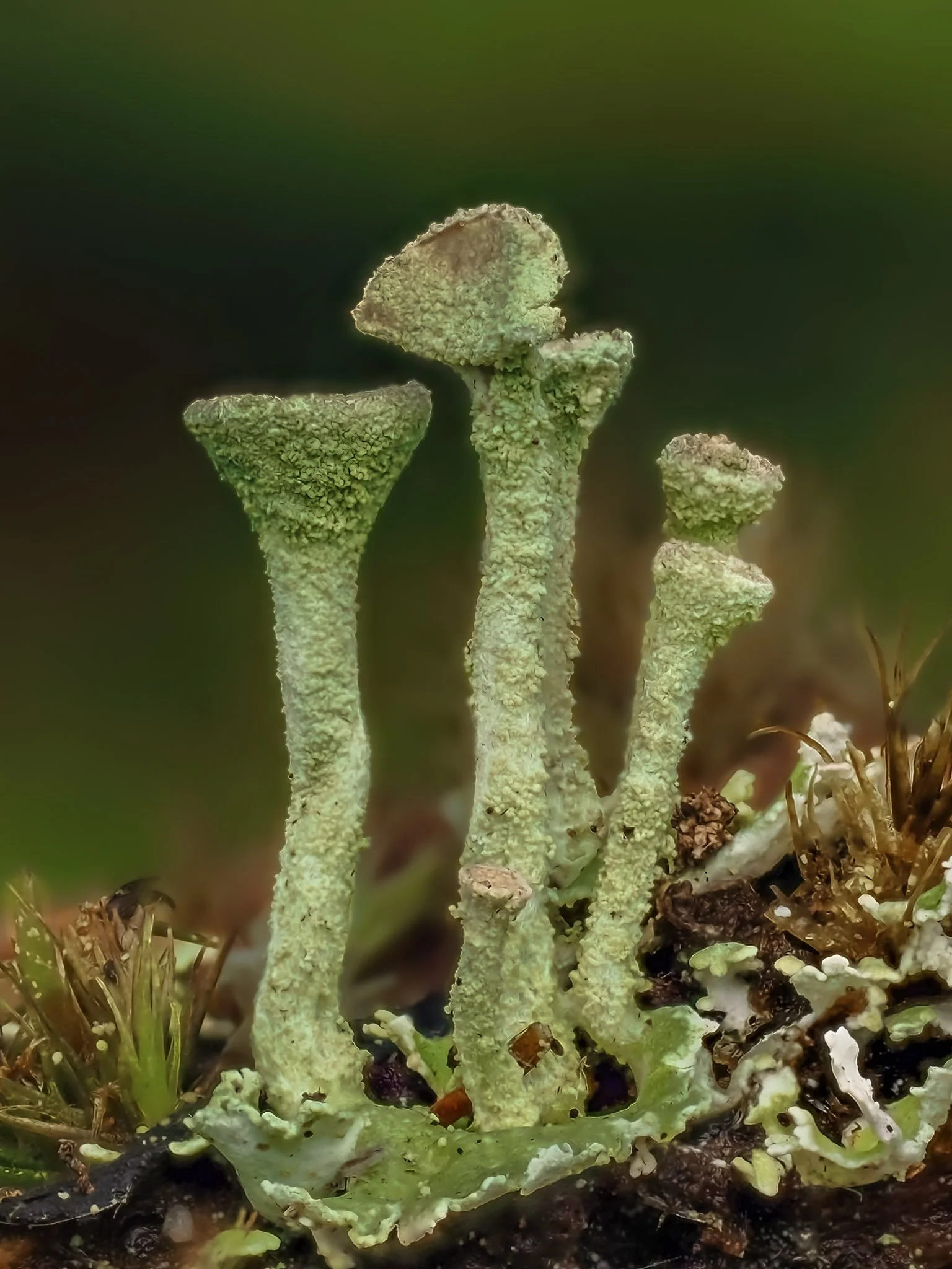 Close-up of three pale green lichen growing on soil with small plants around
