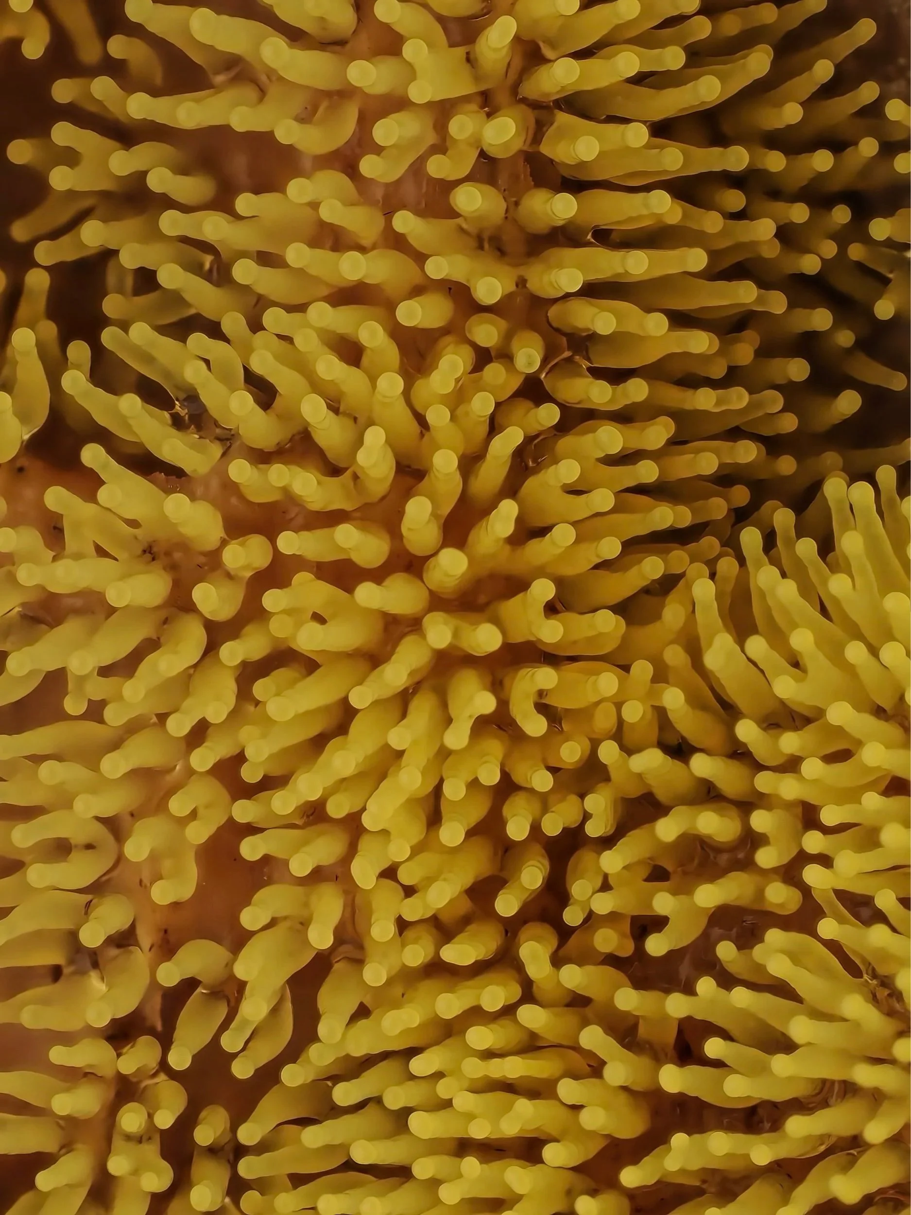 Close-up of a yellow coral fungi with numerous tentacle-like structures.