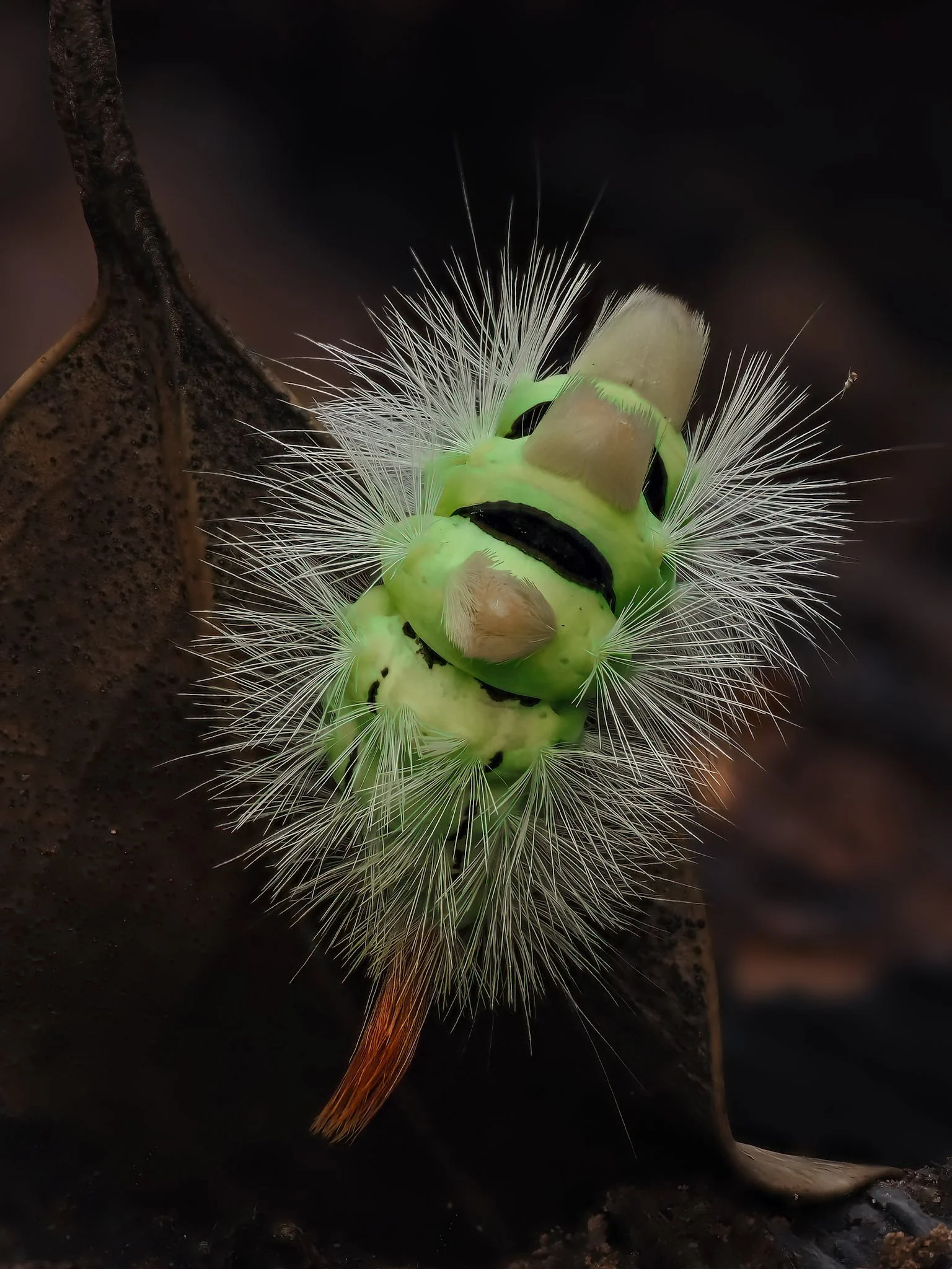 A close-up of a fuzzy caterpillar with white, hair-like bristles, green body, black markings, and tan protrusions, sitting on a dark leaf.