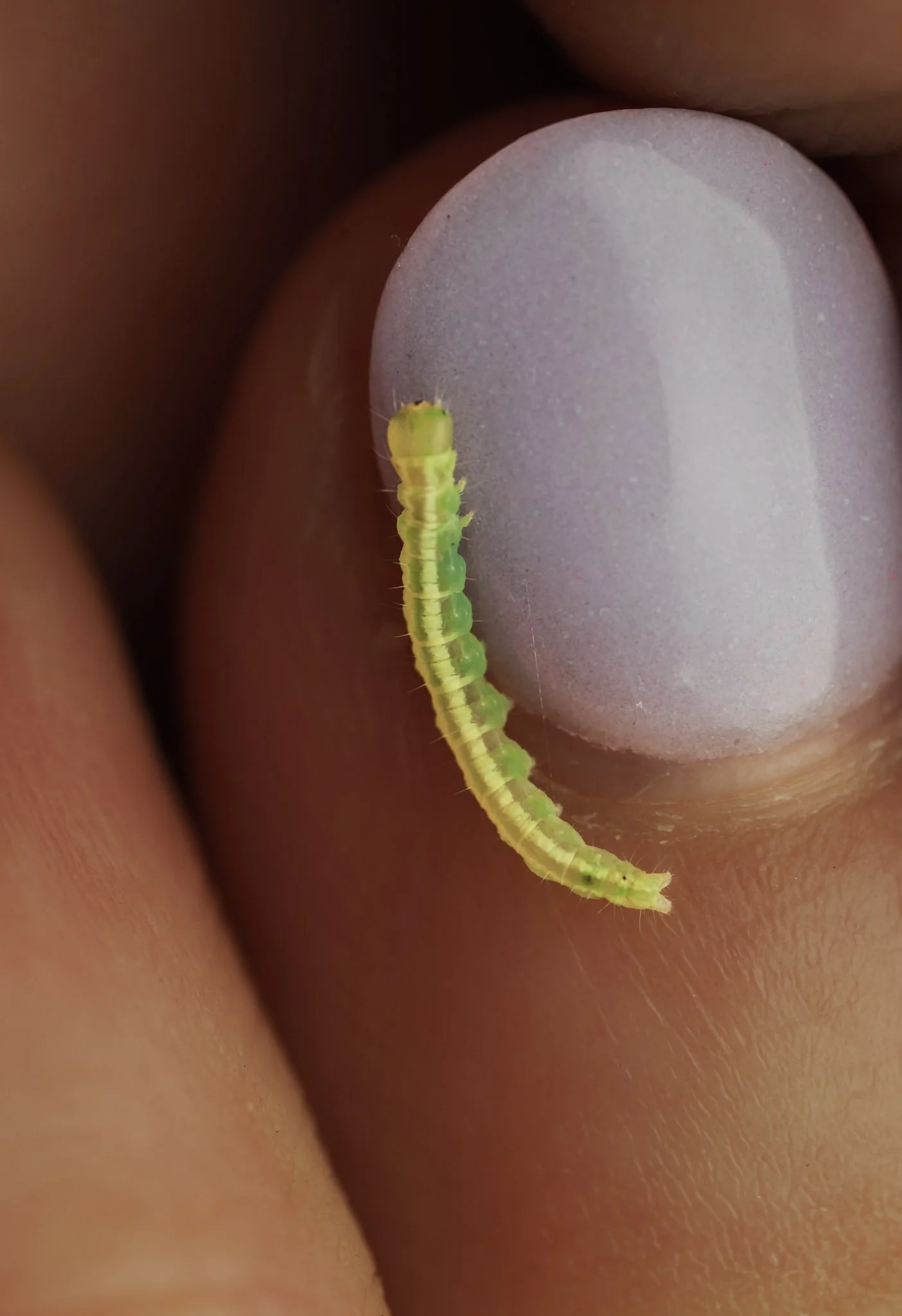 Close-up of a small green caterpillar on a person's fingernail.