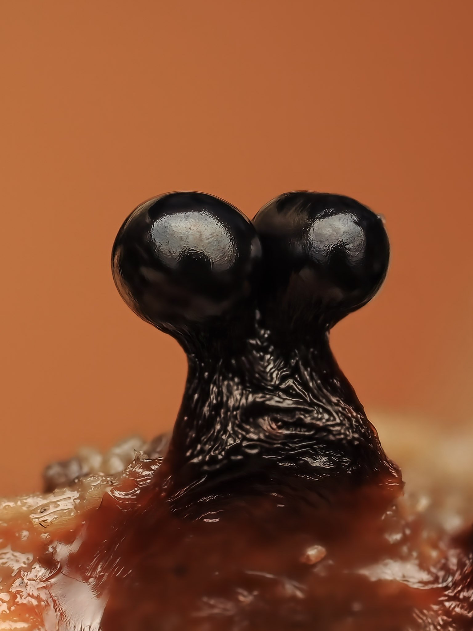 Close-up of shiny black metatrichia slime mold and textured surface.