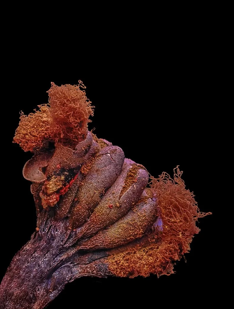 Close-up image of a small metatrichia versparium slime mold reddish-brown and orange coloration, set against a black background.