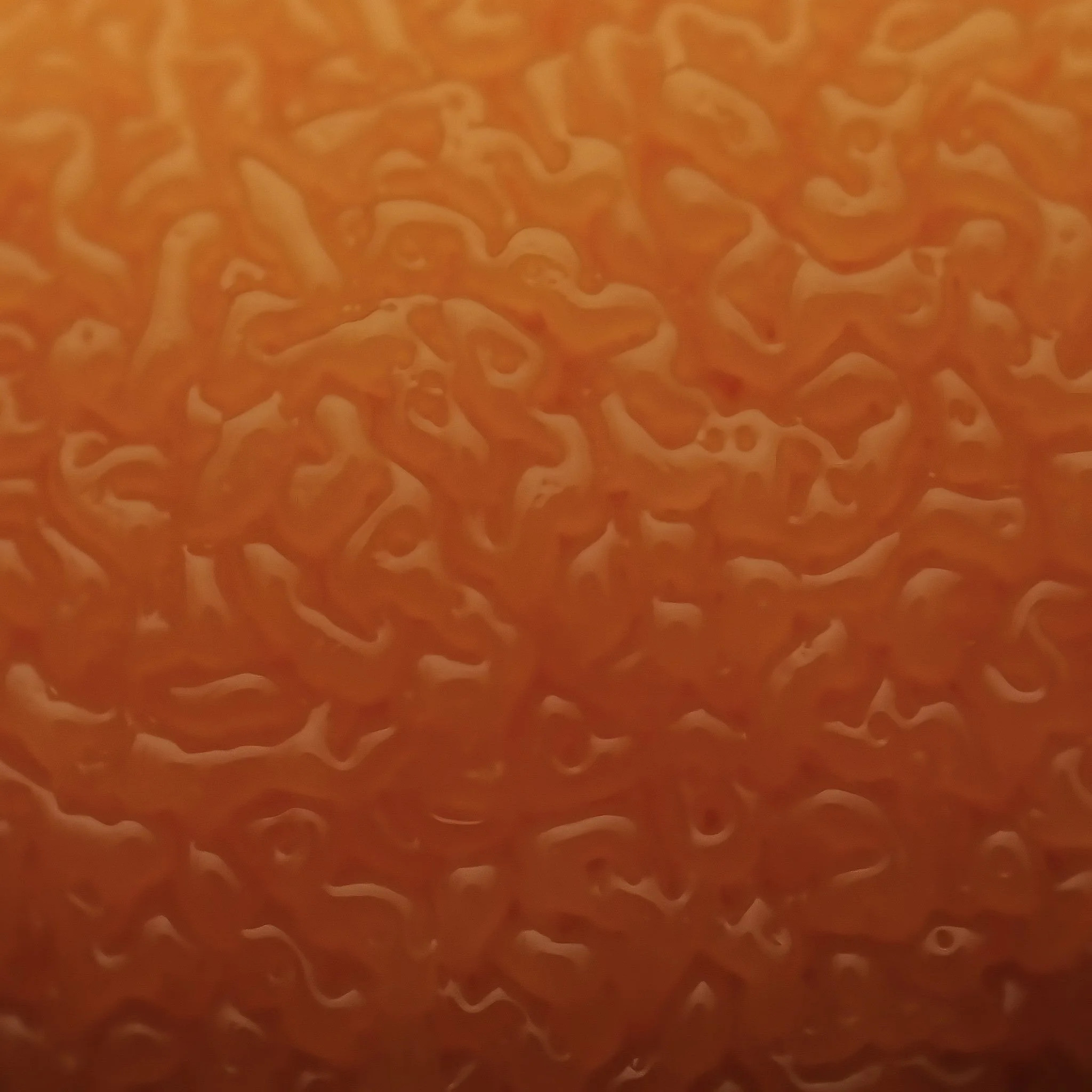 Close-up of developing orange slime mold with a glossy texture.
