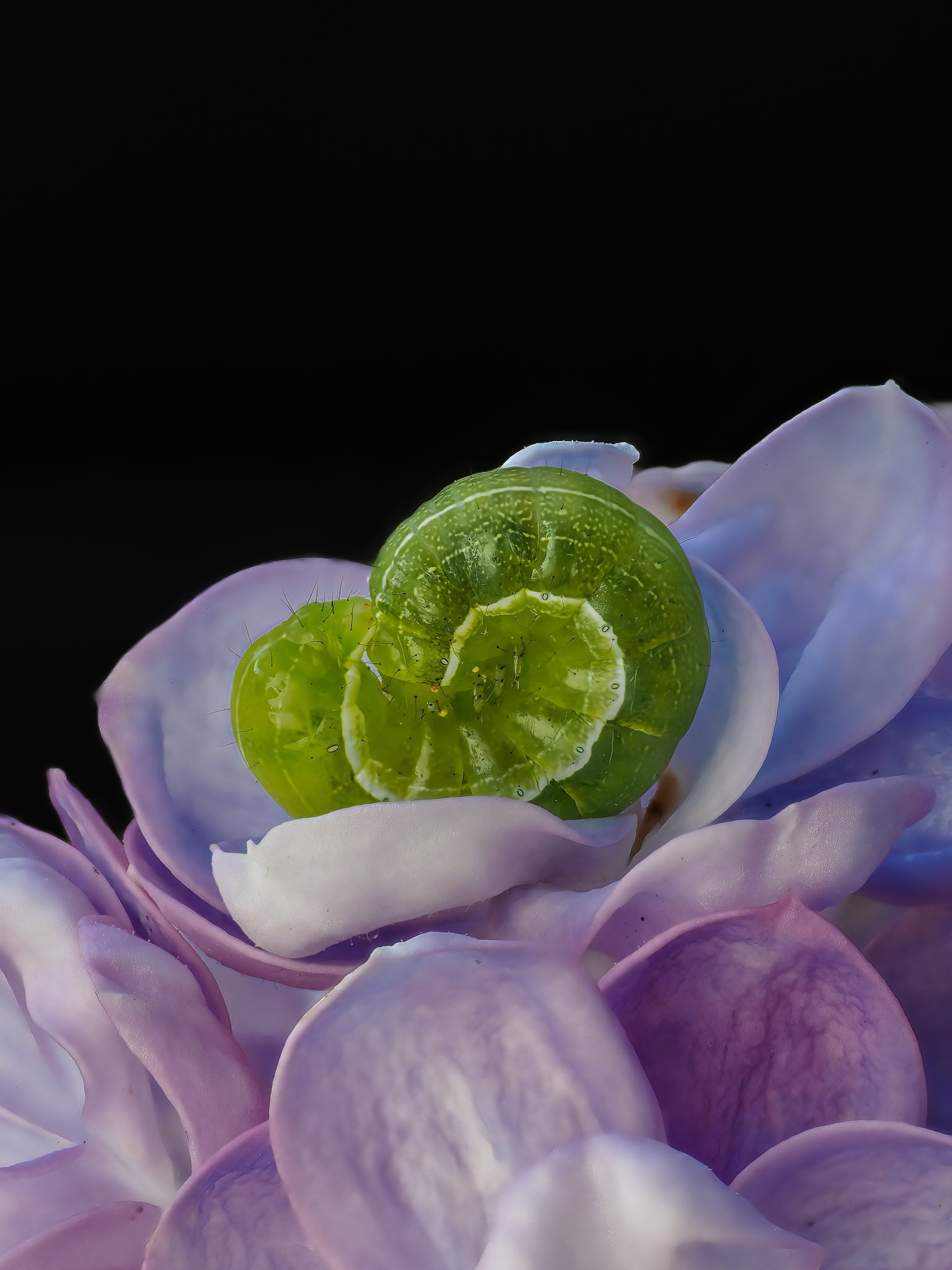 Close-up of a green caterpillar resting on pink and purple flower petals with a dark background.