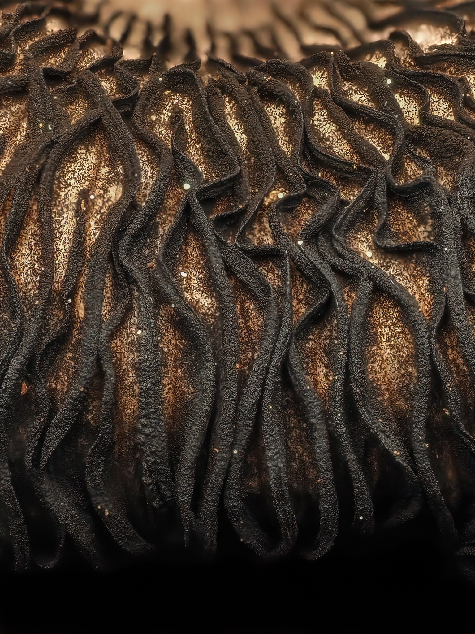 Close-up of a black-colored, textured ink cap mushroom with curly filaments.