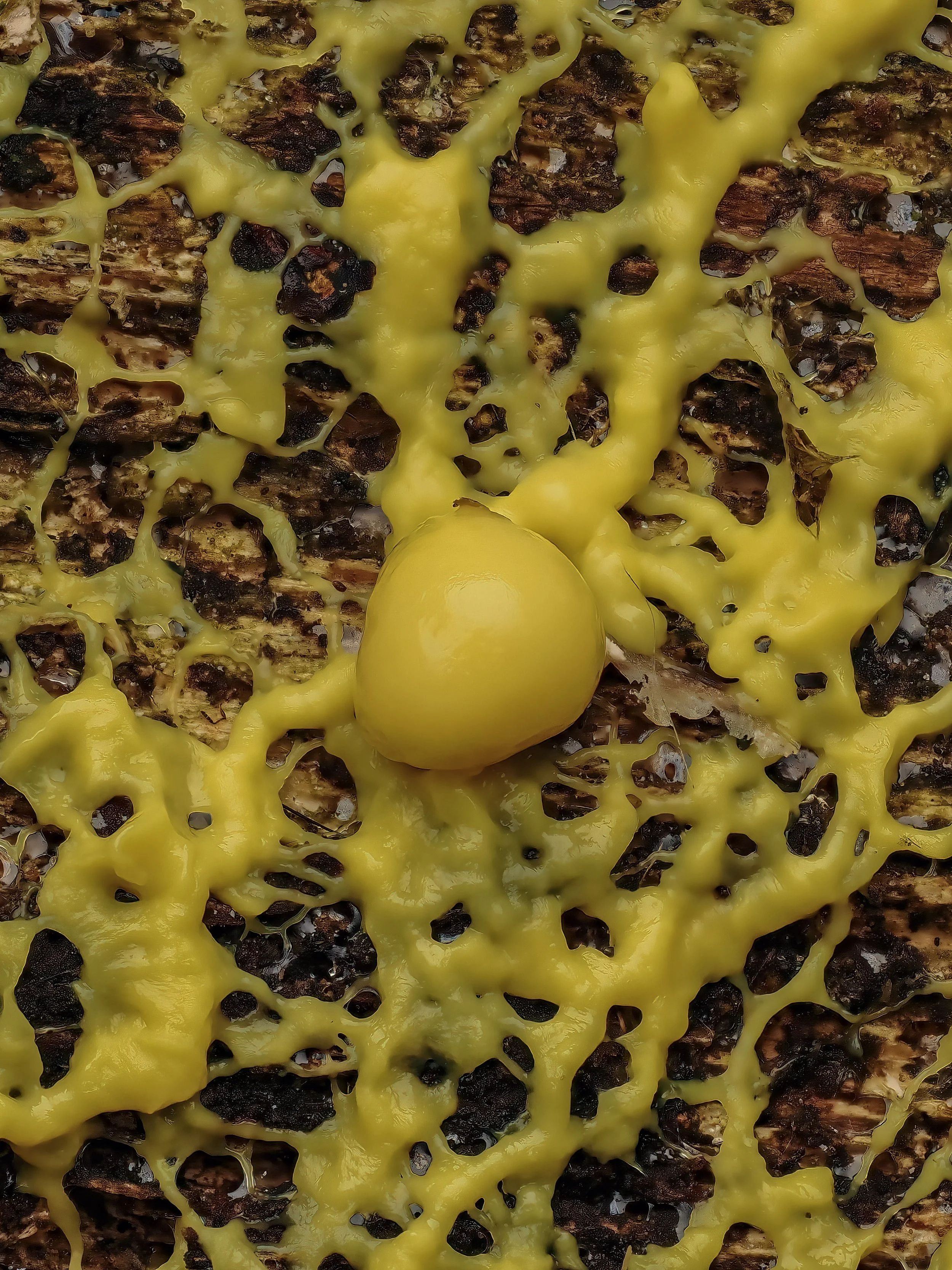 Close-up of a section of a decayed tree trunk with yellow slime mold