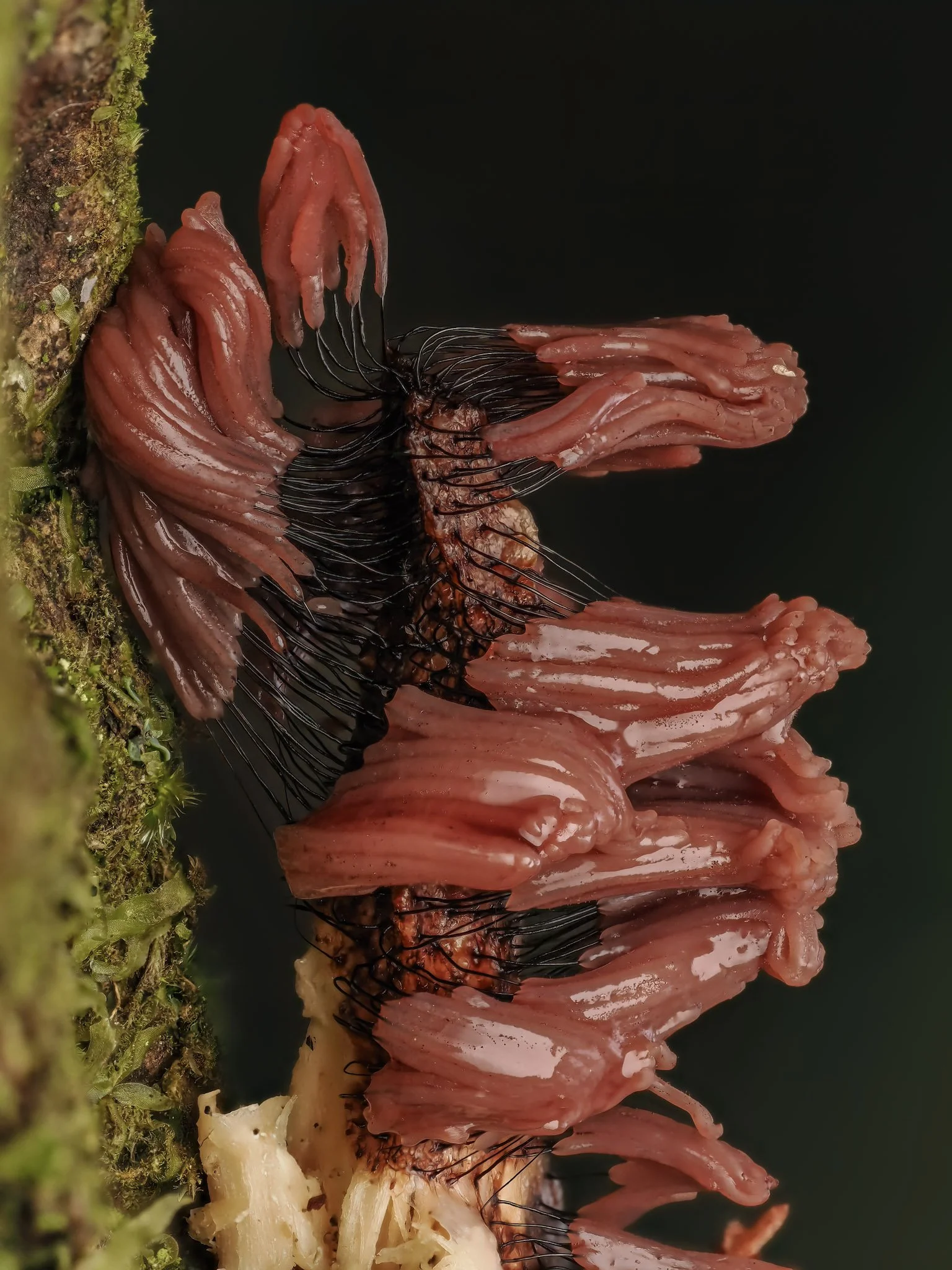 Close-up of a cluster of pinkish-orange stemonitis slime mold with black hair-like structures growing on a tree trunk.