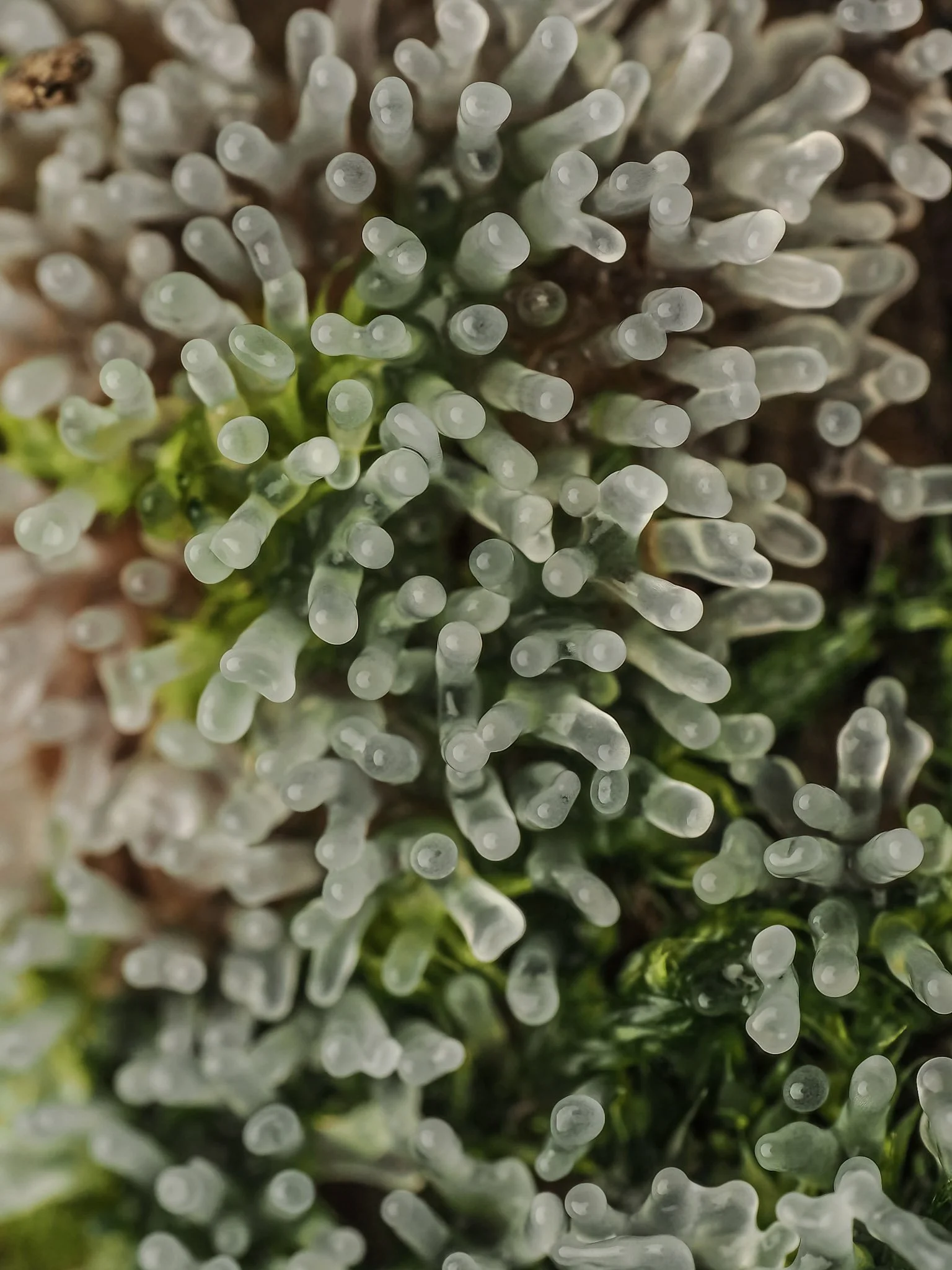 Close-up of a green moss covered in coral slime mold with numerous transluscent small, rounded, grayish-white tips.