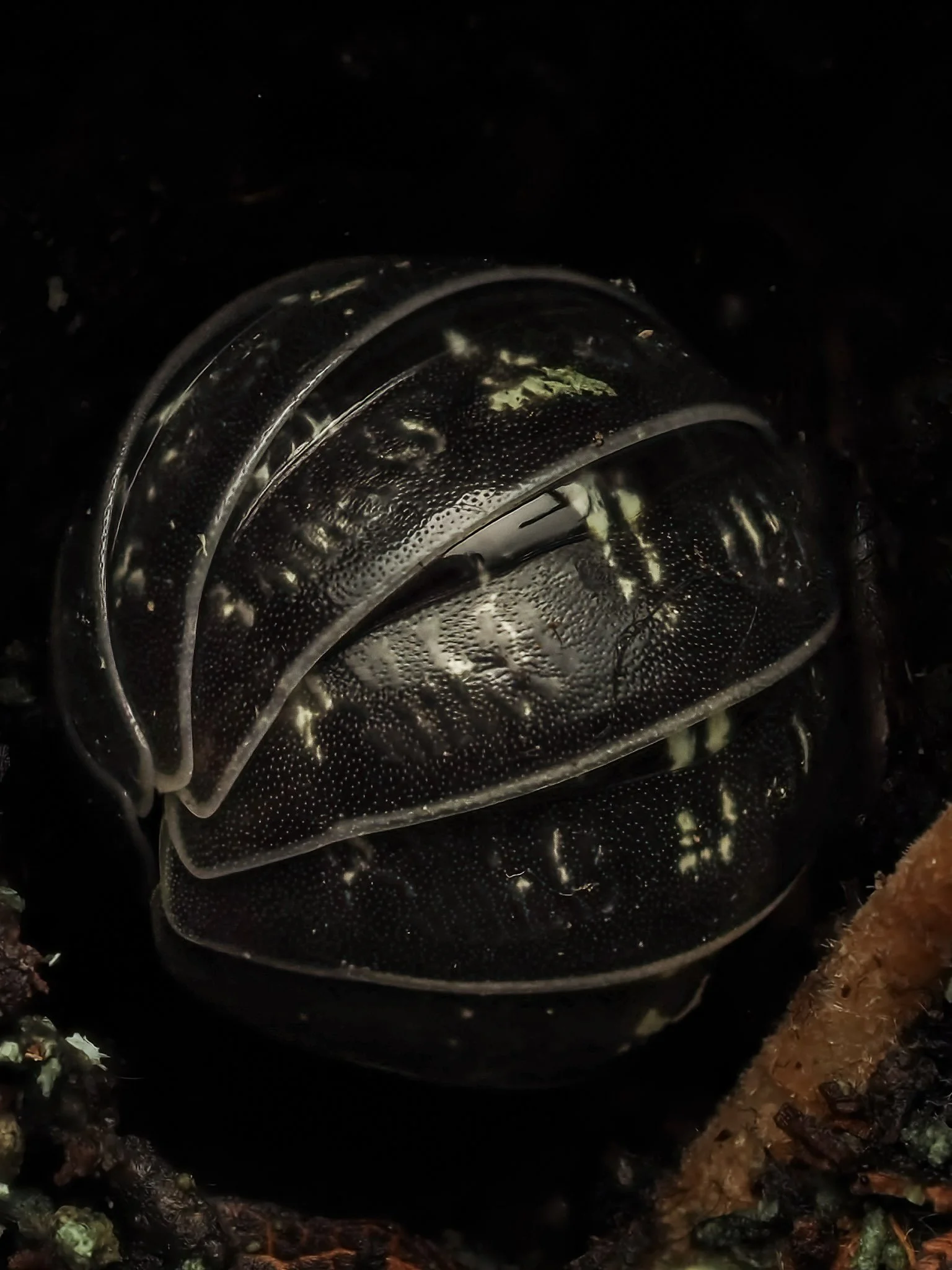 Close-up of a transparent pill bug curled into a ball on dark soil with some small green moss and orange debris nearby.