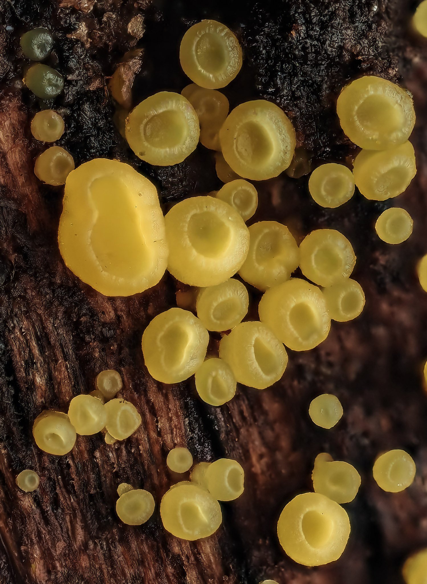 Close-up of numerous yellow fungi growing on decaying wood.