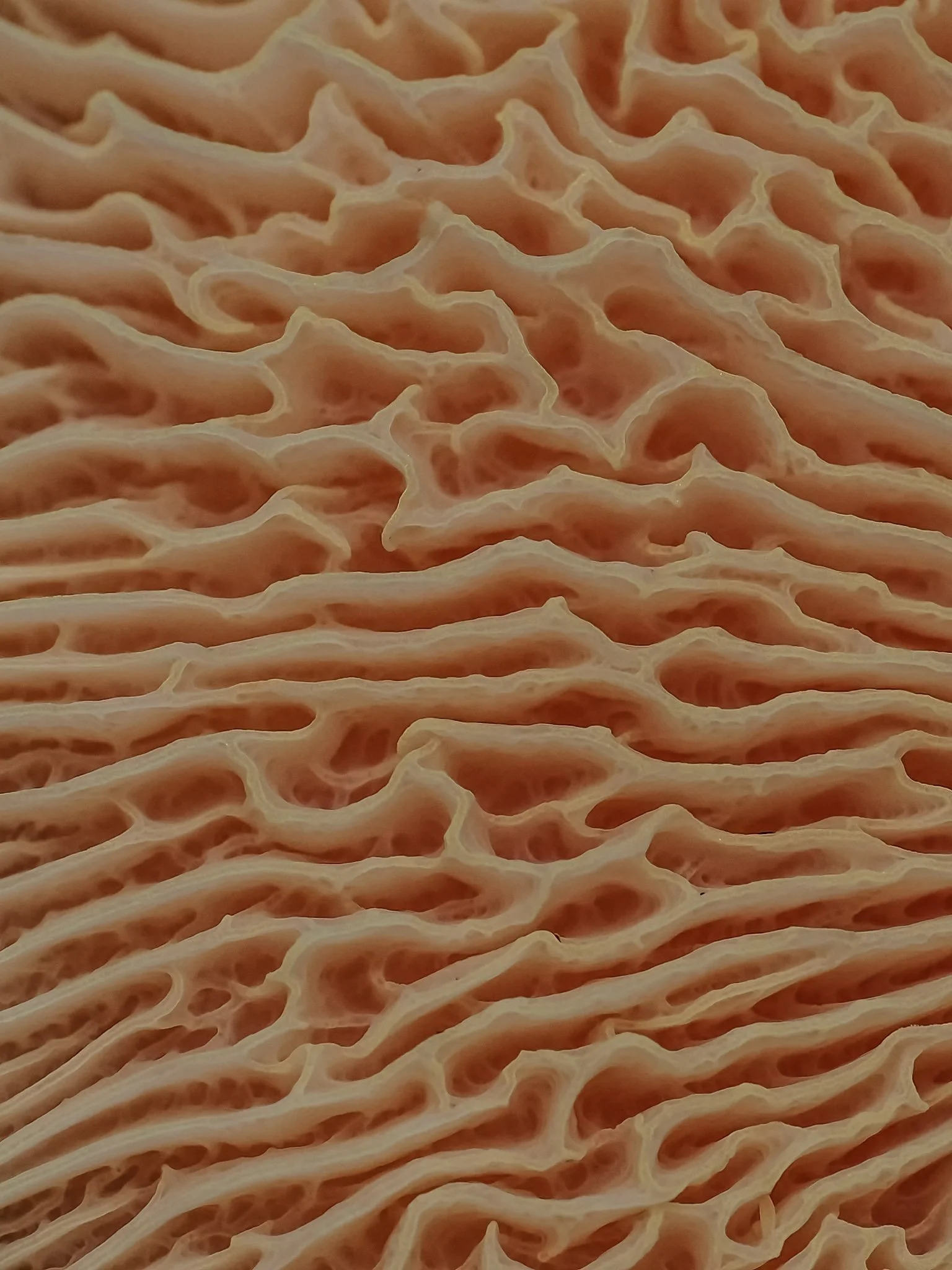 Close-up of a textured, pinkish-beige mushroom gills of the wrinkled peach mushrom with intricate, wavy patterns.