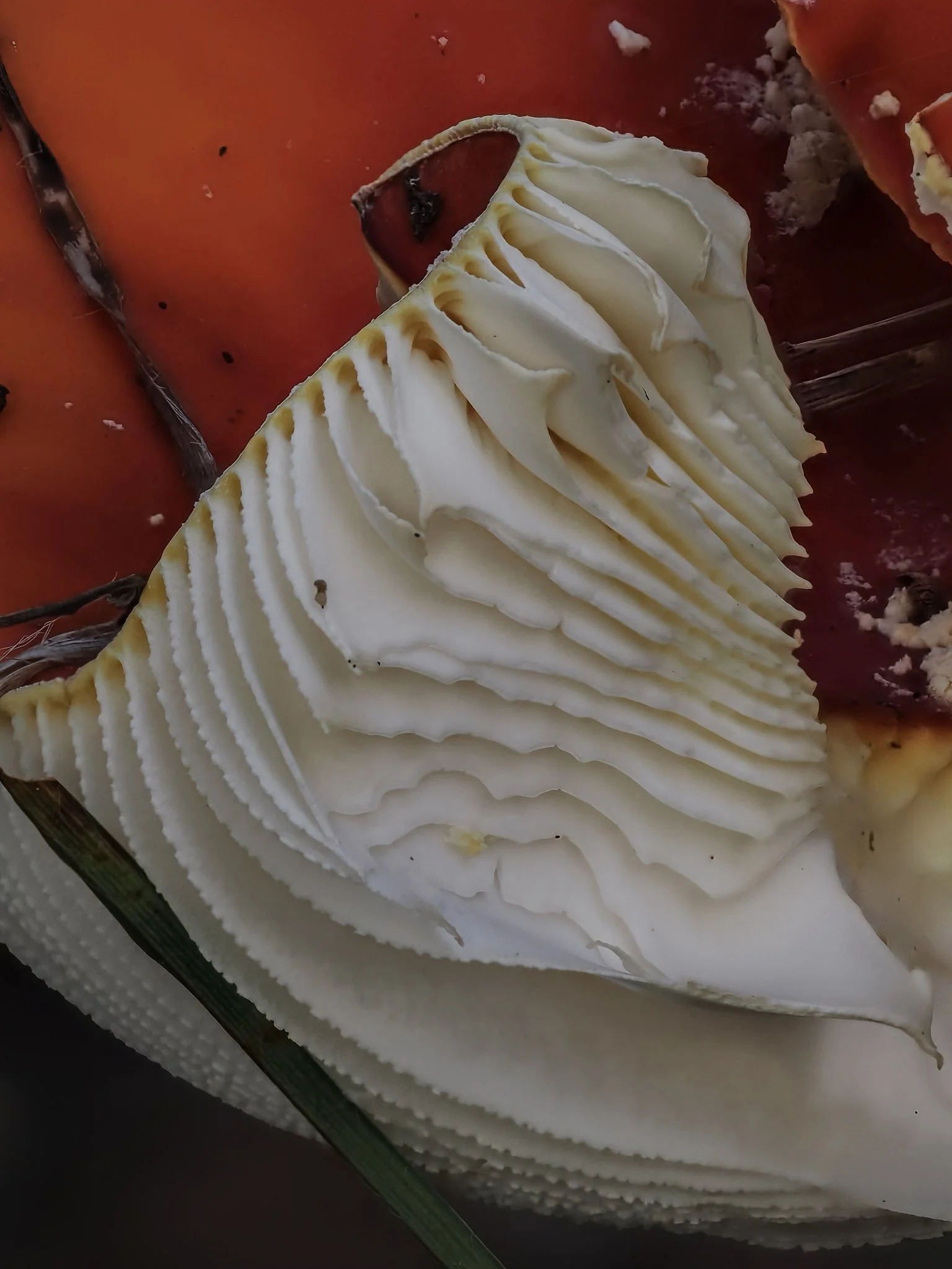 Close-up of an old amanita mushroom with white gills, surrounded by orange and brown organic matter.