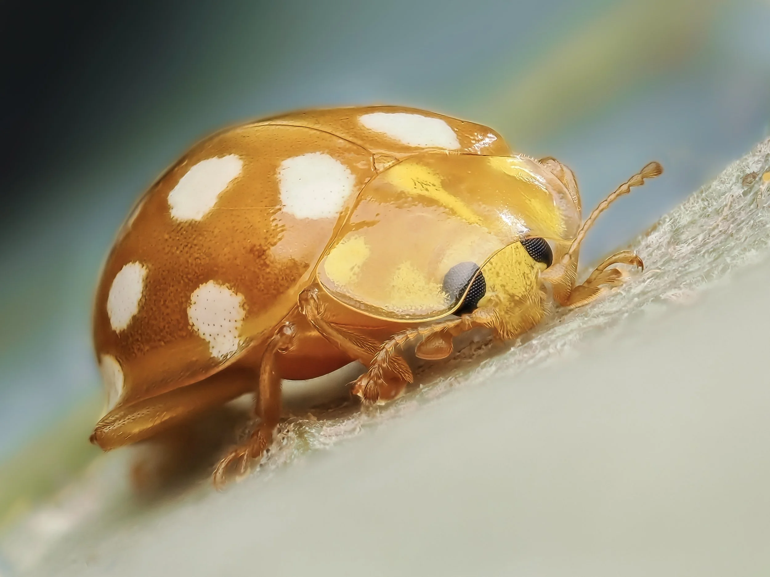 Close-up of a yellow ladybug crawling on a surface, showing its orange body with white spots and black eyes.