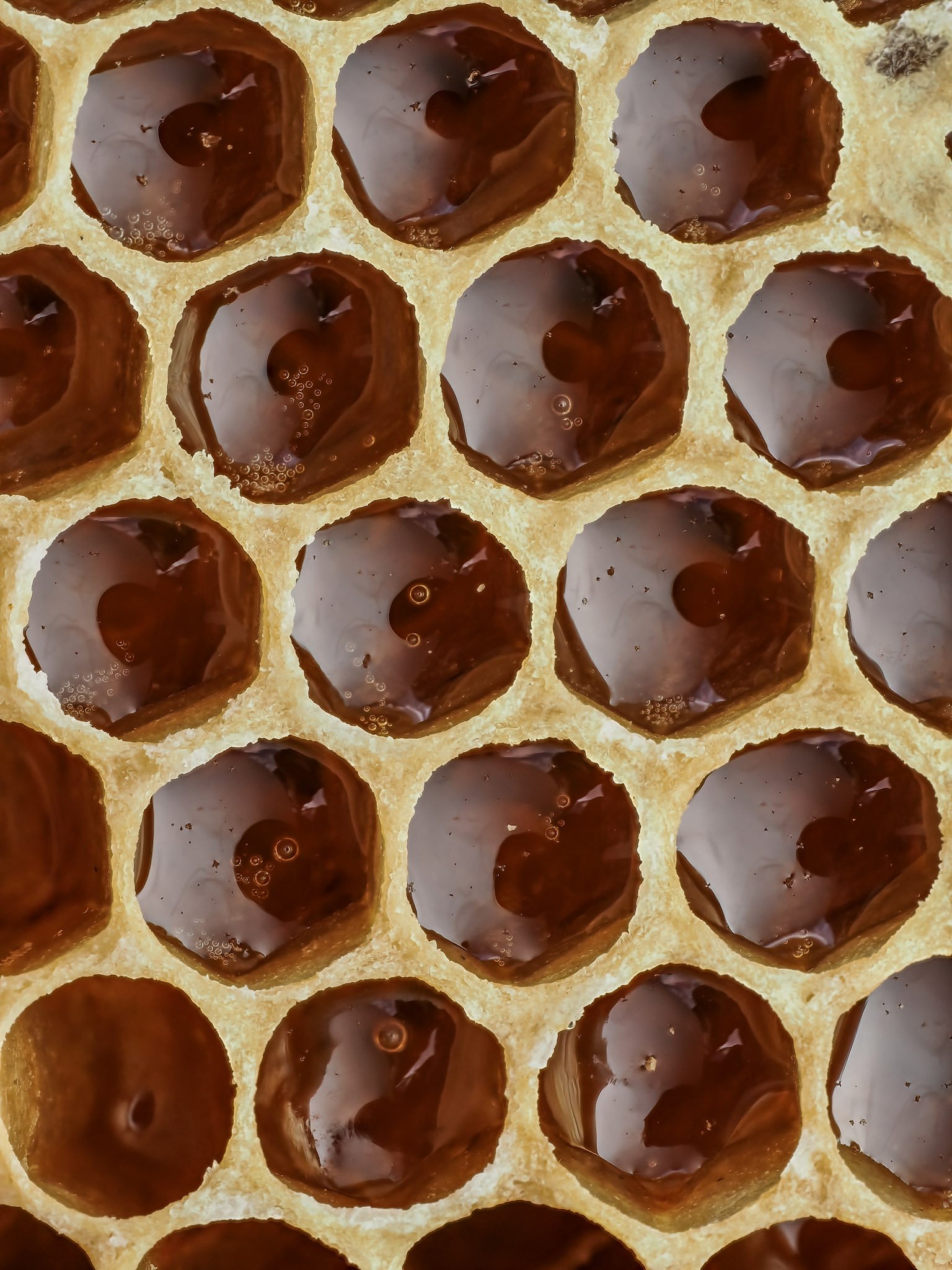 Close-up of a honeycomb with honey inside each cell.