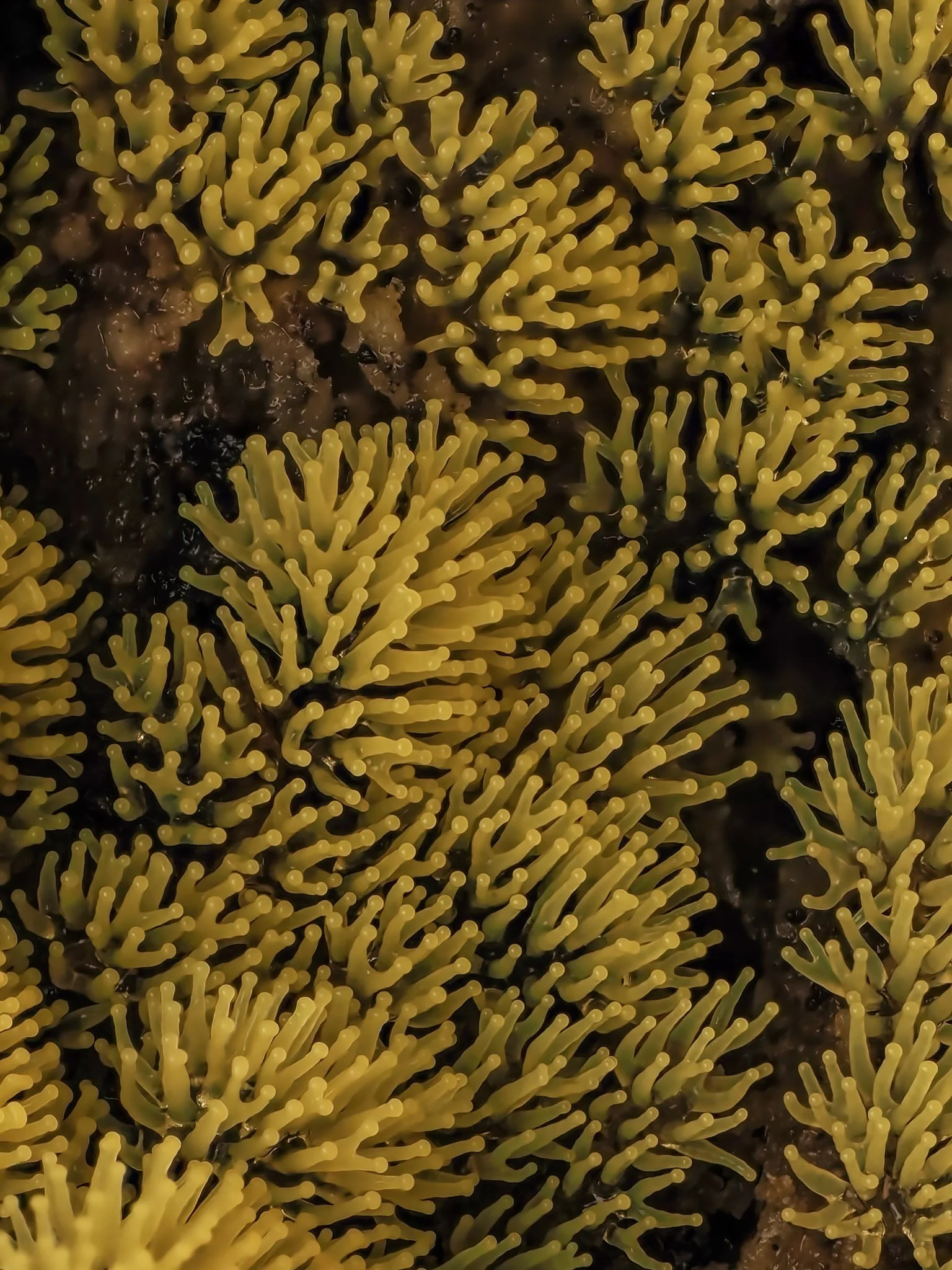Close-up of yellow coral slime mold with branched, finger-like structures on dark rocks.