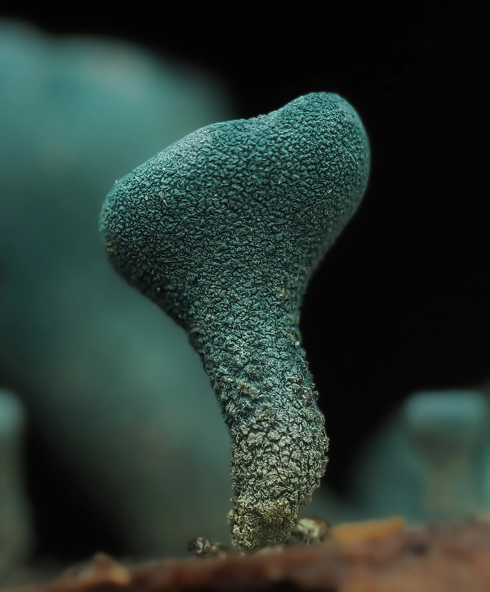 Close-up of a textured, blue-green elf cup fungi resembling a small, cone-shaped object, with a black background.