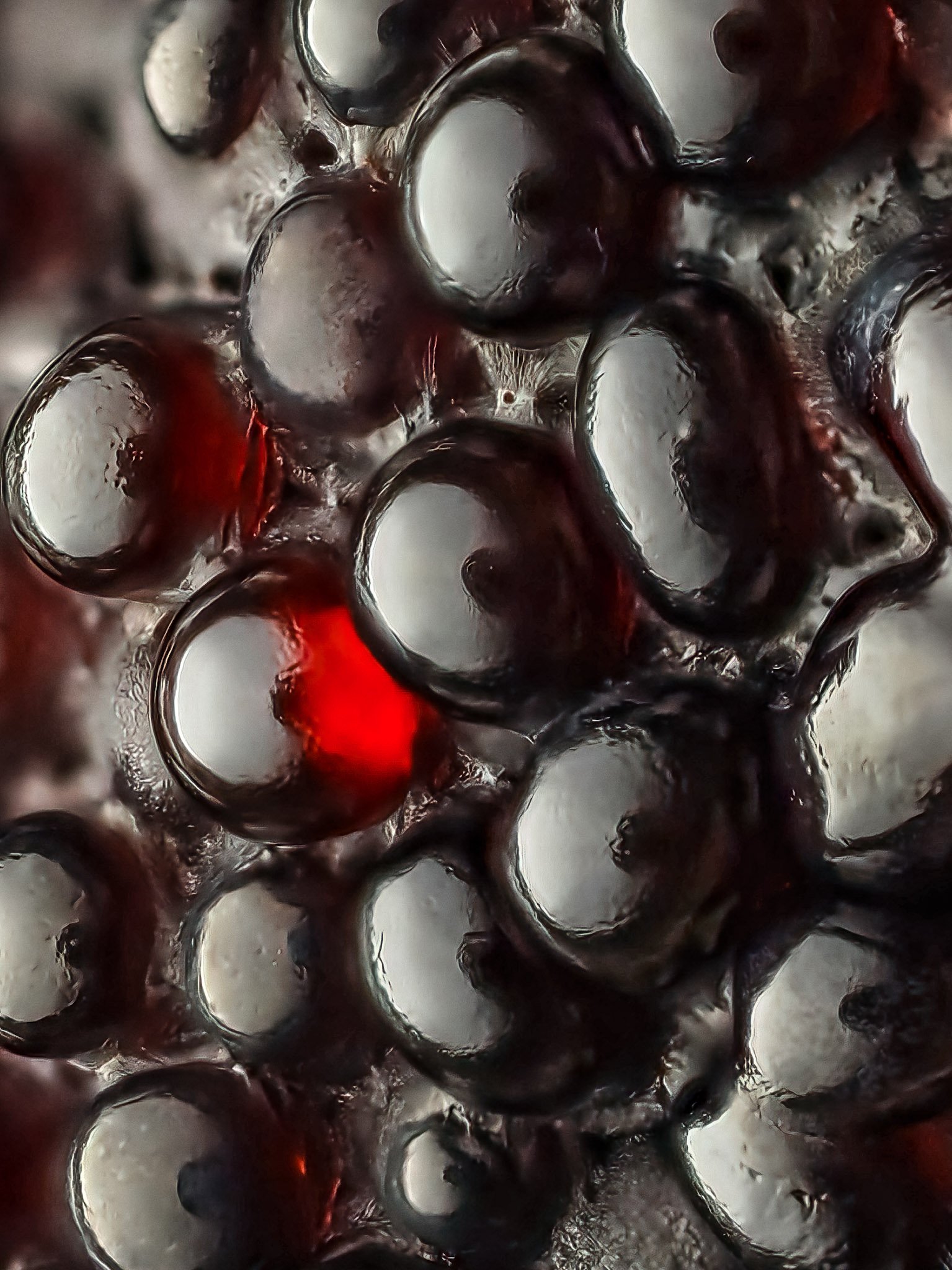 Close-up of slime mold.
