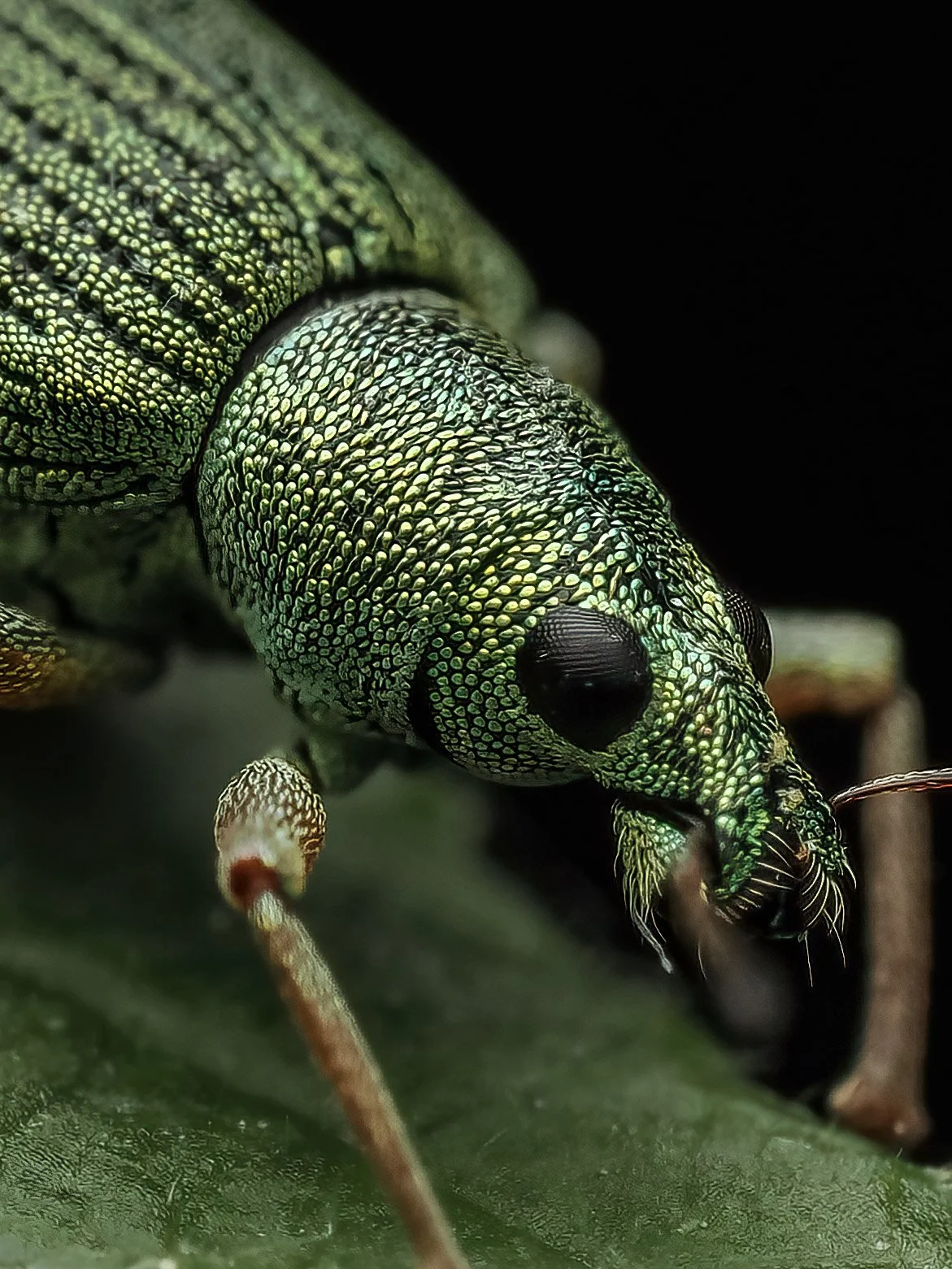 Close-up of a green metallic weevil on a leaf, showing detailed textured exoskeleton and large black eyes.