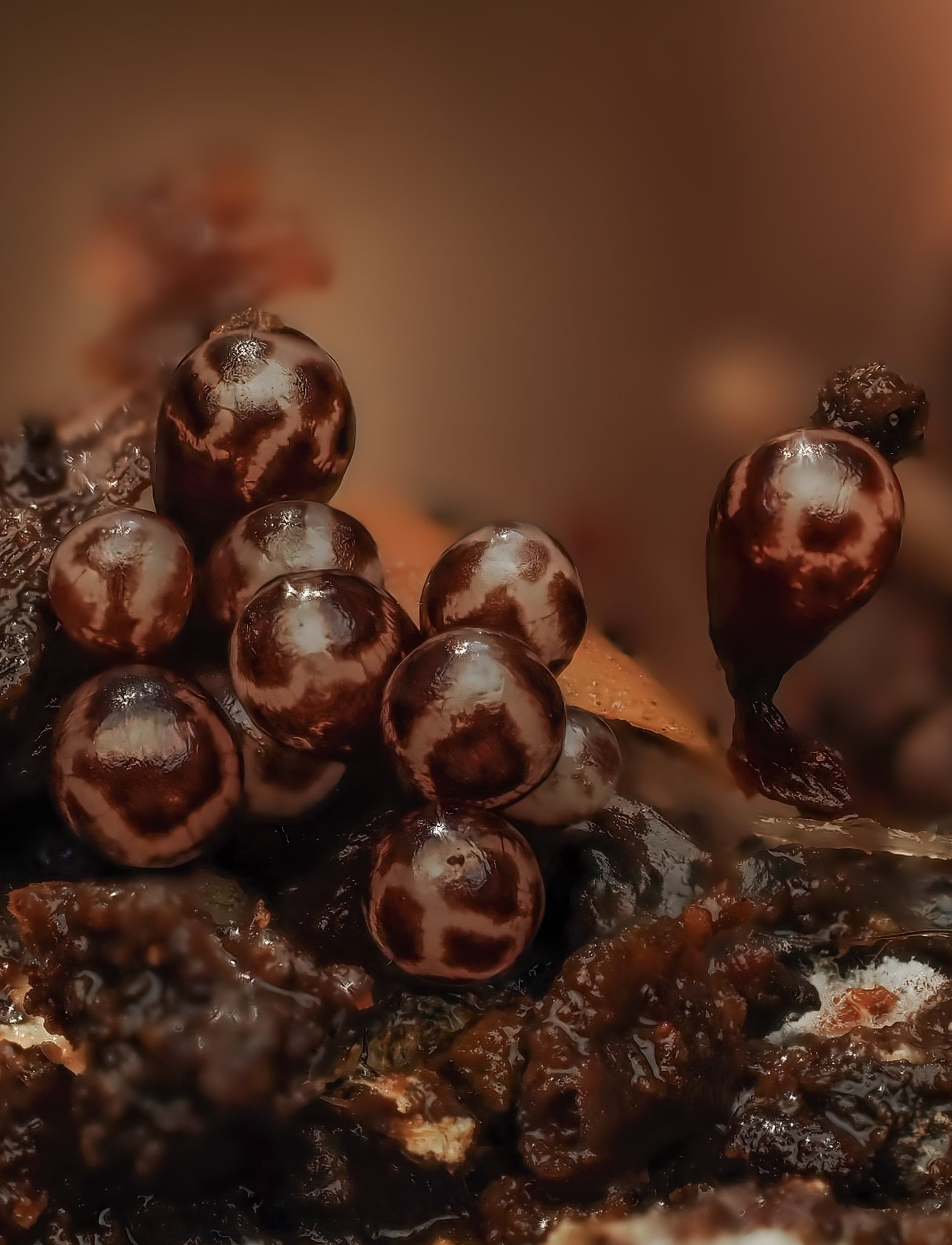Close-up of small slime mold clustered on a surface with a blurred background.