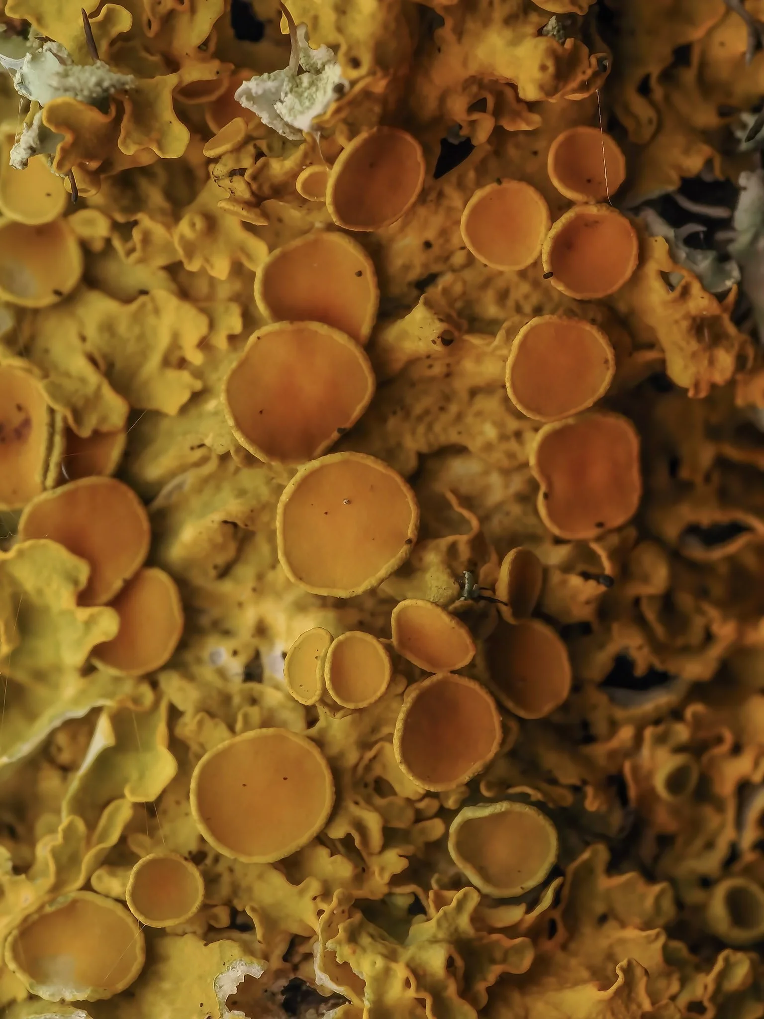 Close-up of yellow and orange lichen growing on a tree trunk or branch.