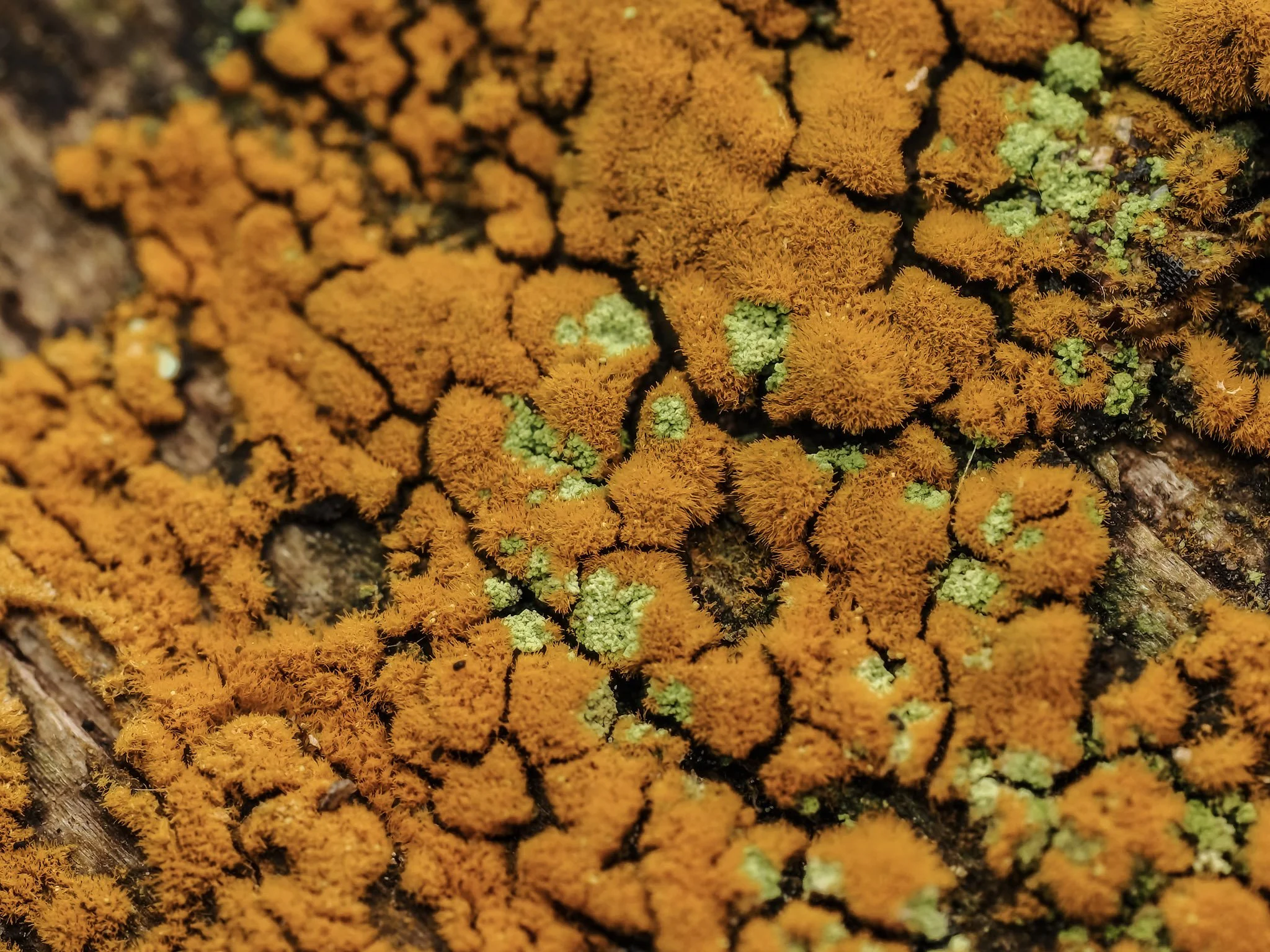Close-up of orange and green lichen growing on a tree trunk.