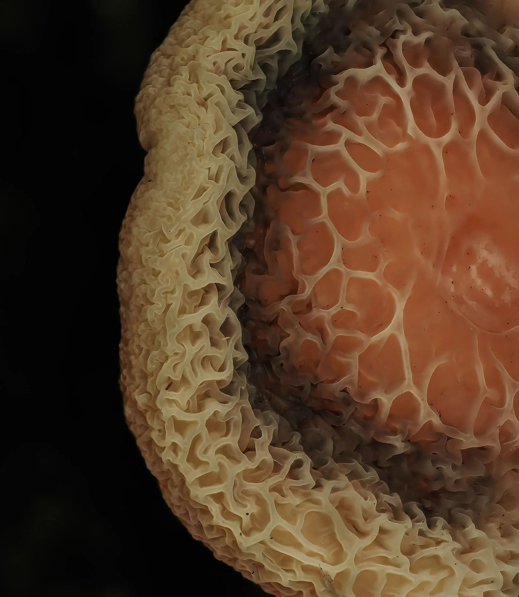 Close-up of a textured, wrinkled peach mushroom with a honeycomb-like pattern, showing beige and pinkish-orange colors.