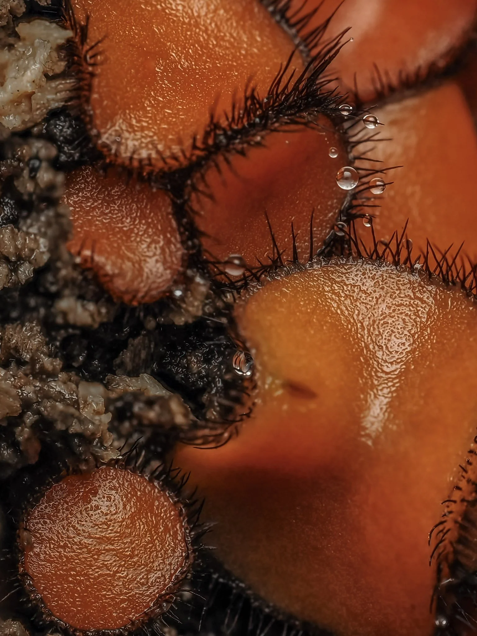 Close-up of orange lashcup fungi with black spines, surrounded by dark soil and small rocks.