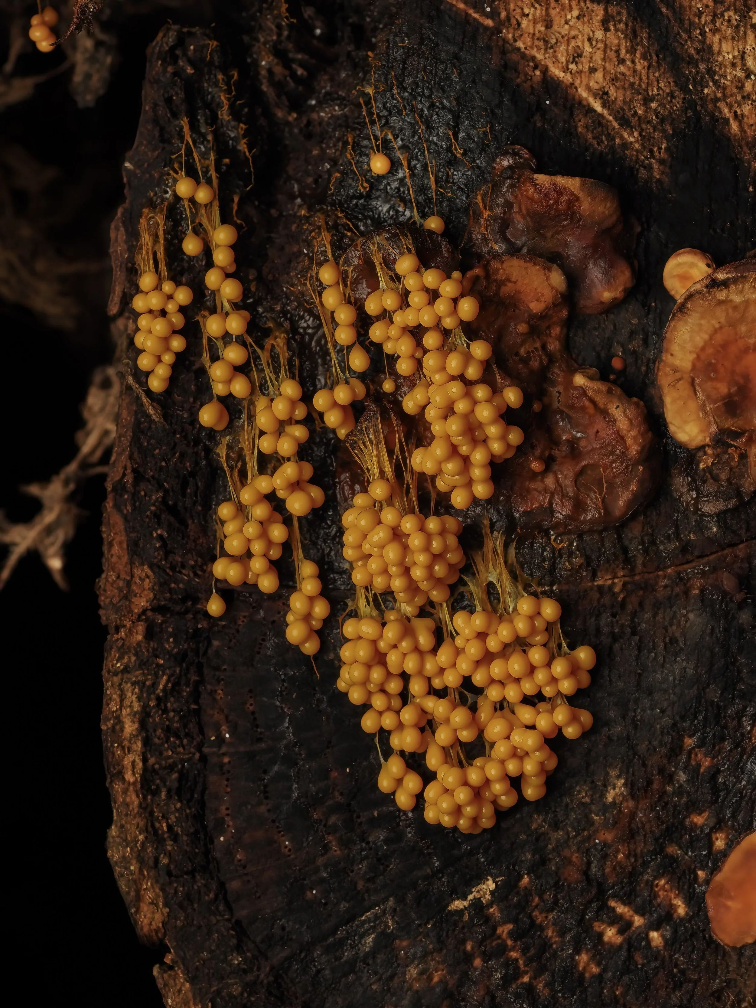 Clusters of yellow-orange badhamia utricularis slime mold growing on dark, rotting wood.