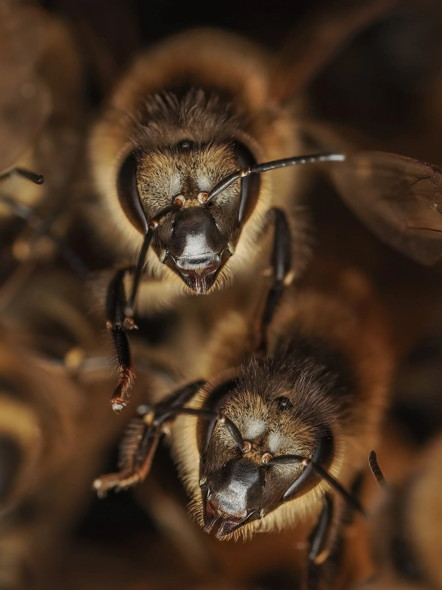 Close-up of honeybees on hive, showing their faces and antennae.