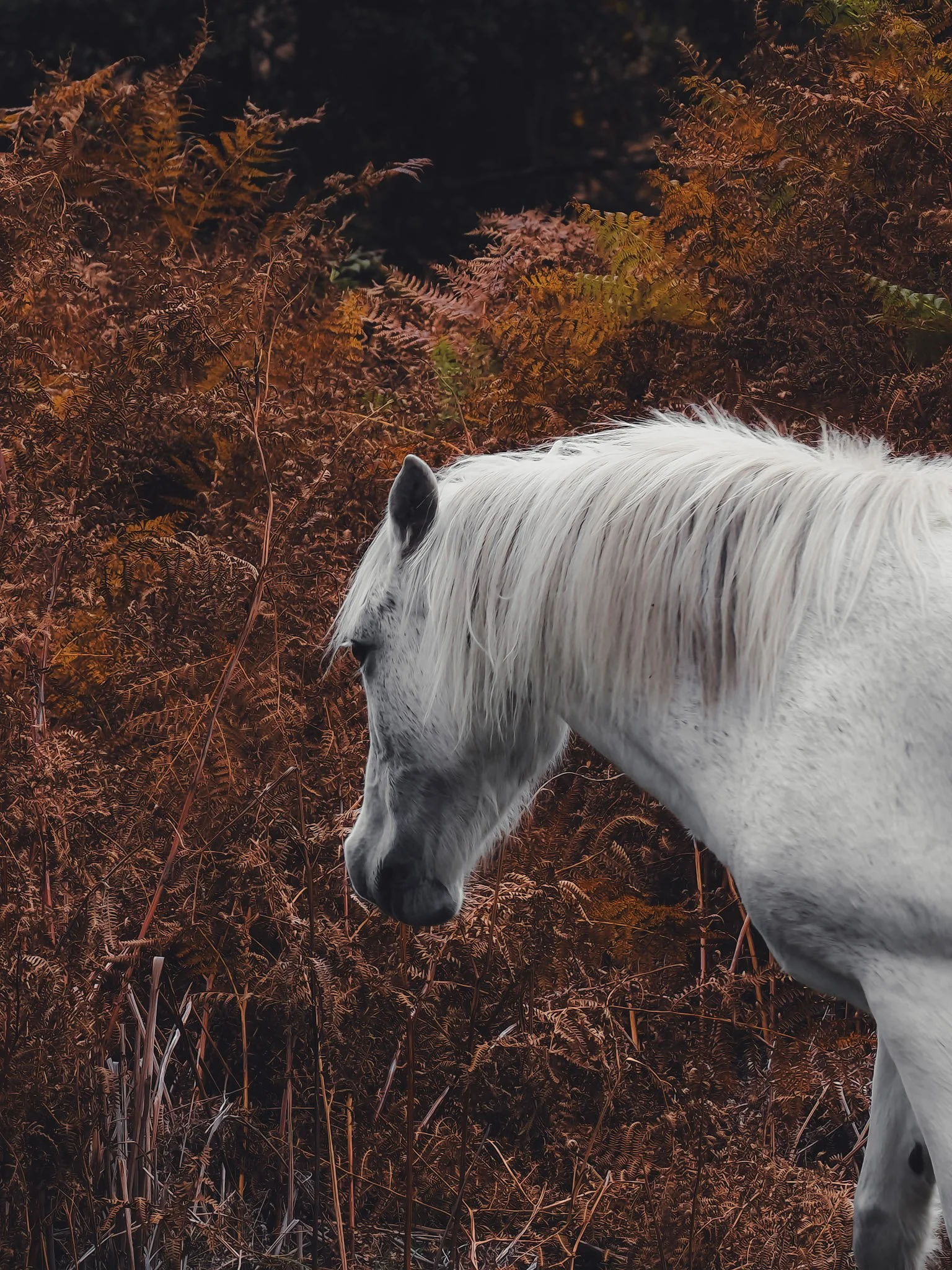 A white New Forest pony with a flowing mane grazing near brown and orange foliage.
