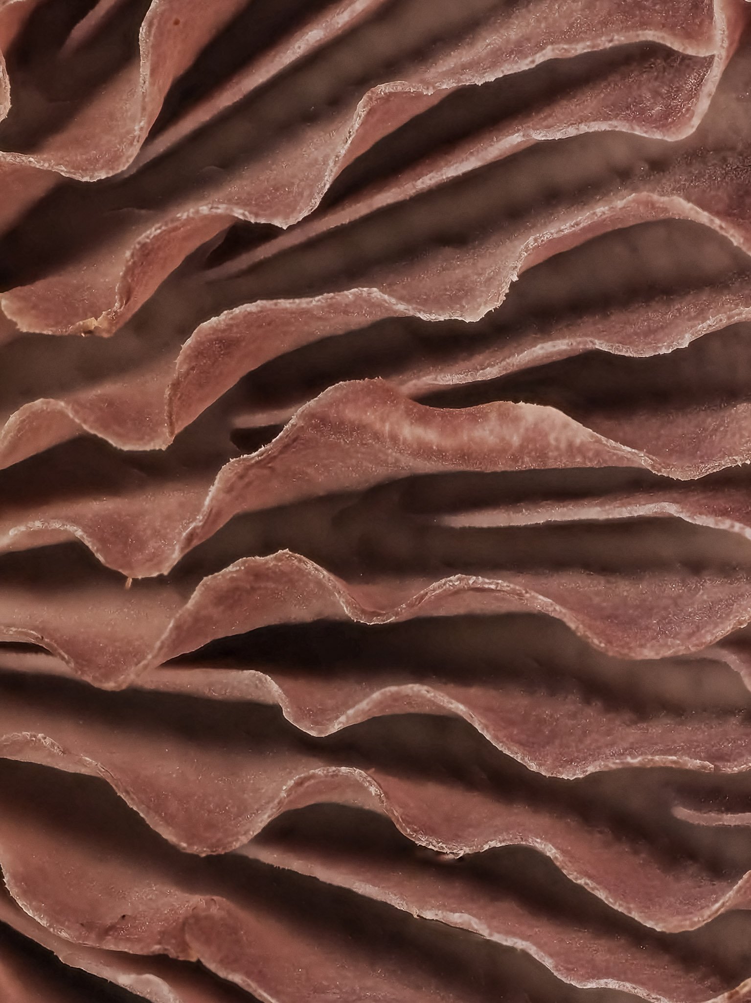 Close-up view of layered, wavy pinkish-brown mushroom gills.