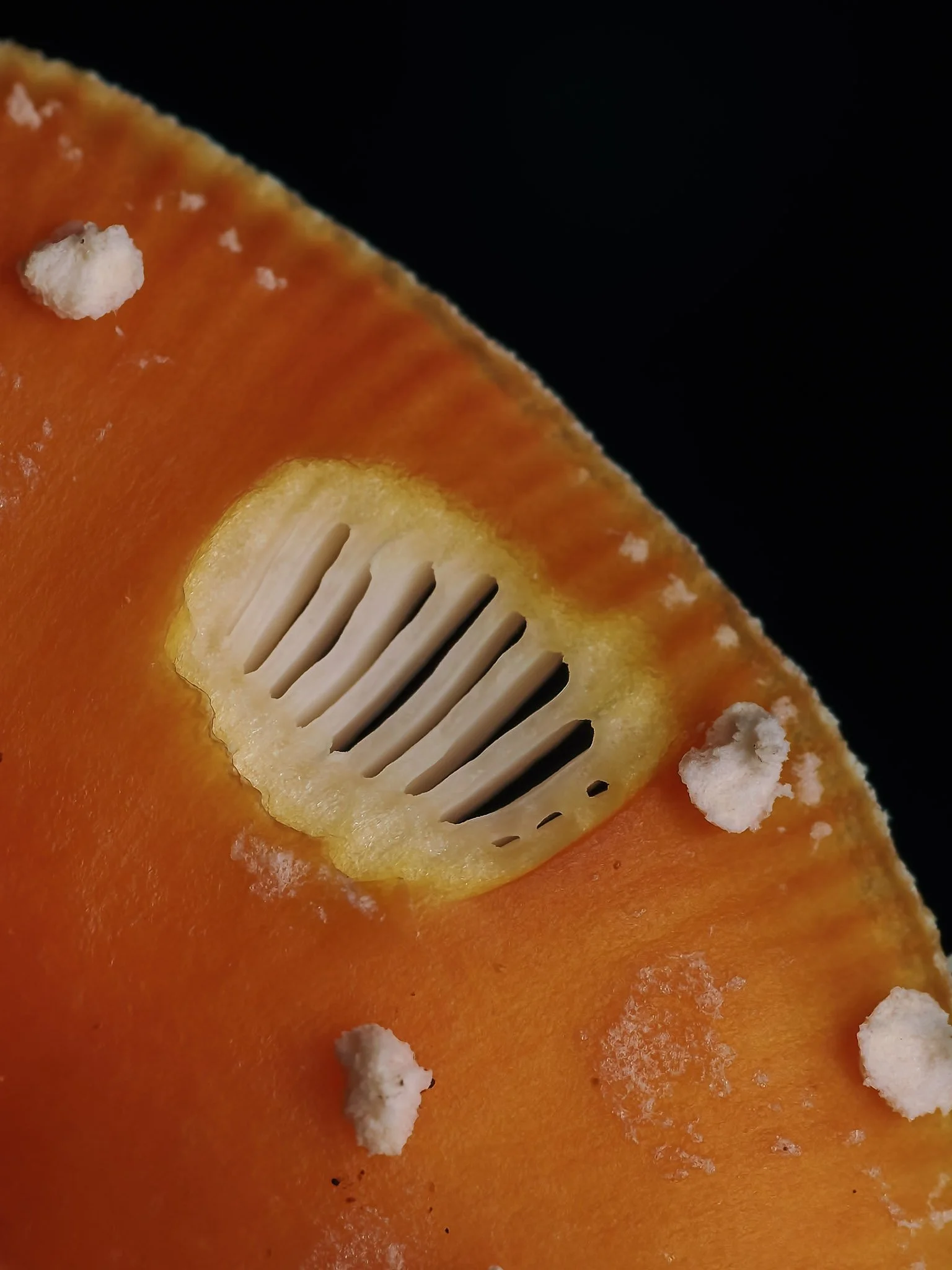 Close-up of a amanita mushroom on a black background.