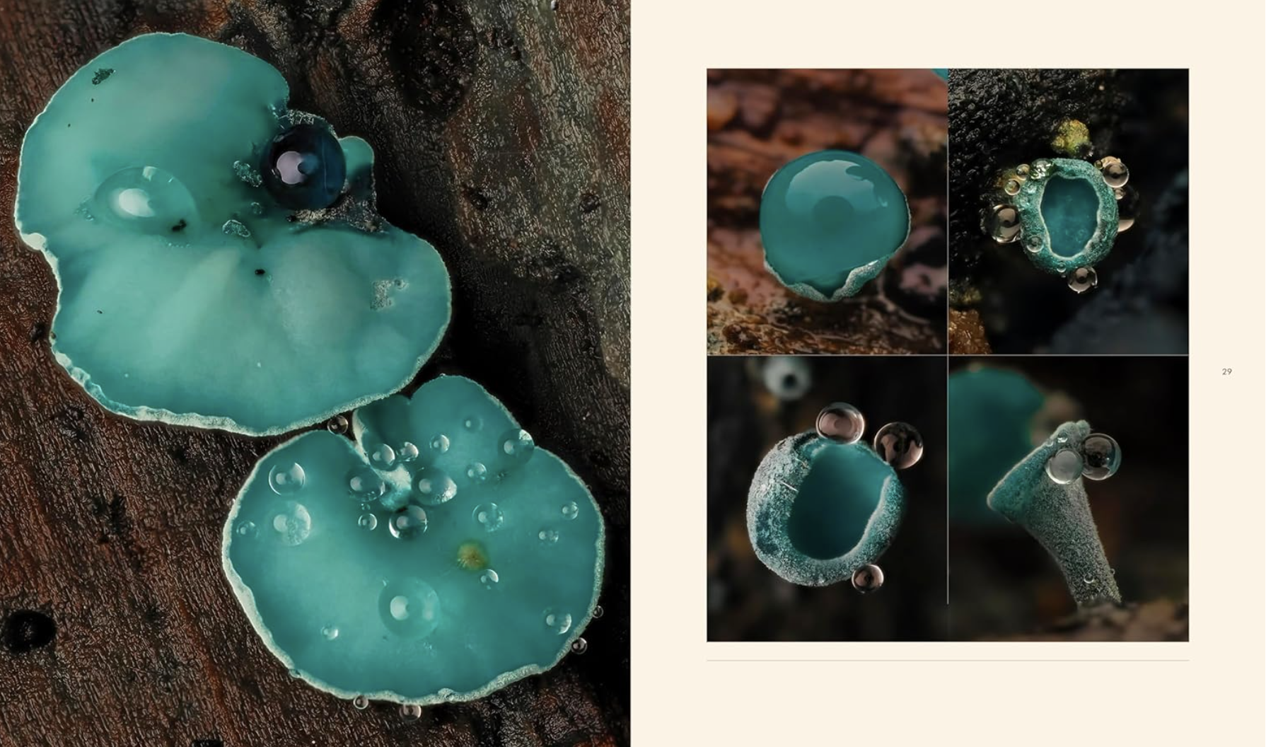 Close-up of blue-green mushroom fungi growing on a wooden surface with water droplets on the caps and surrounding area.