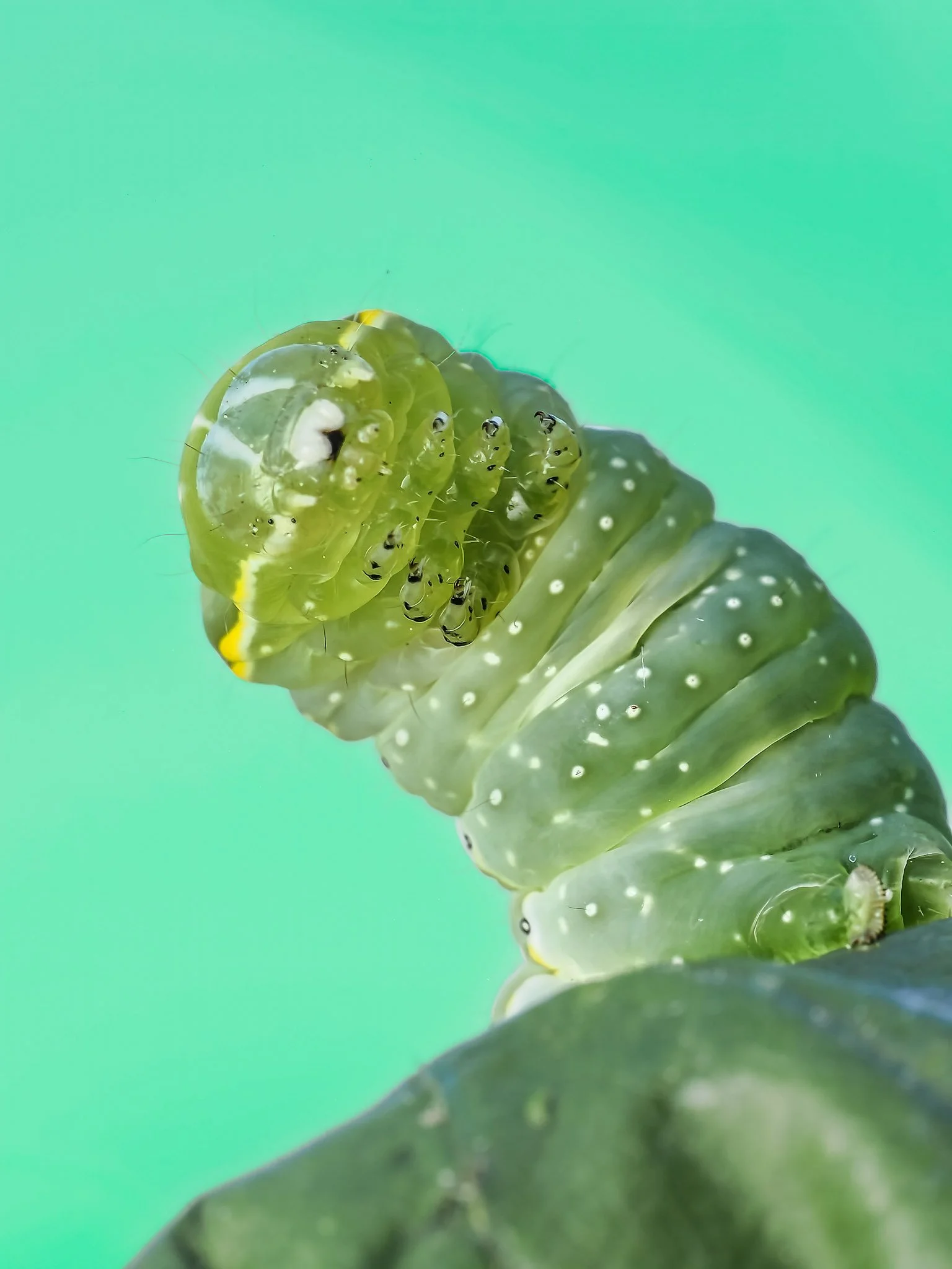 Close-up of a green caterpillar with white spots on its body, curled around a plant stem, against a bright green background.