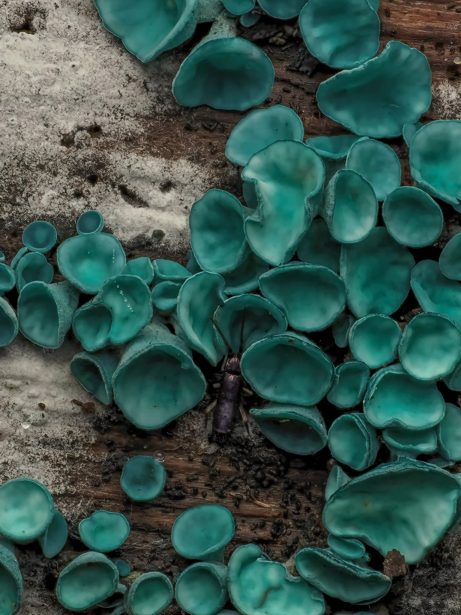 Close-up of teal-green elf cup fungi on a log.