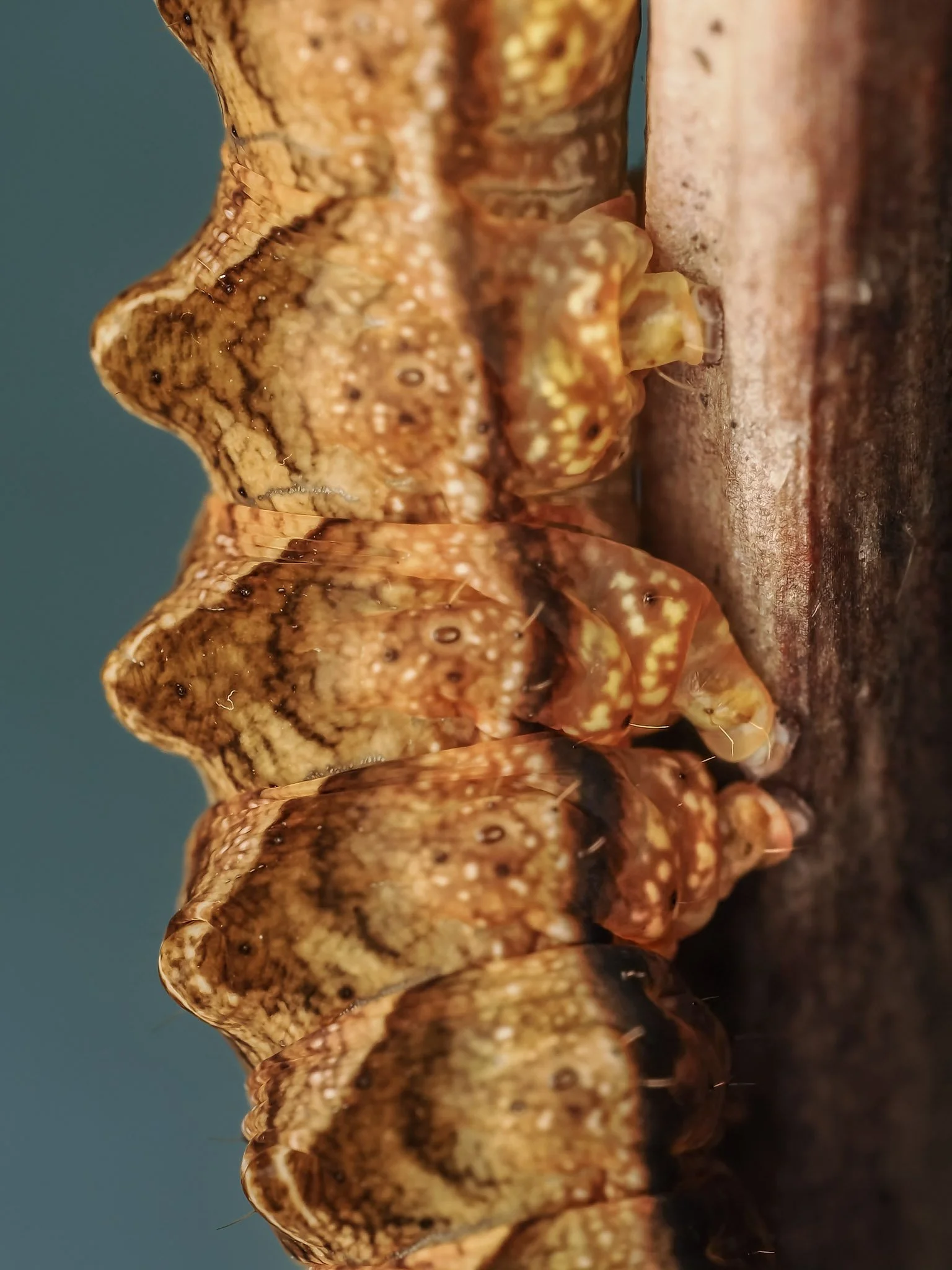Close-up of a peach blossom moth caterpillar with orange, brown, and yellow markings on a textured surface.