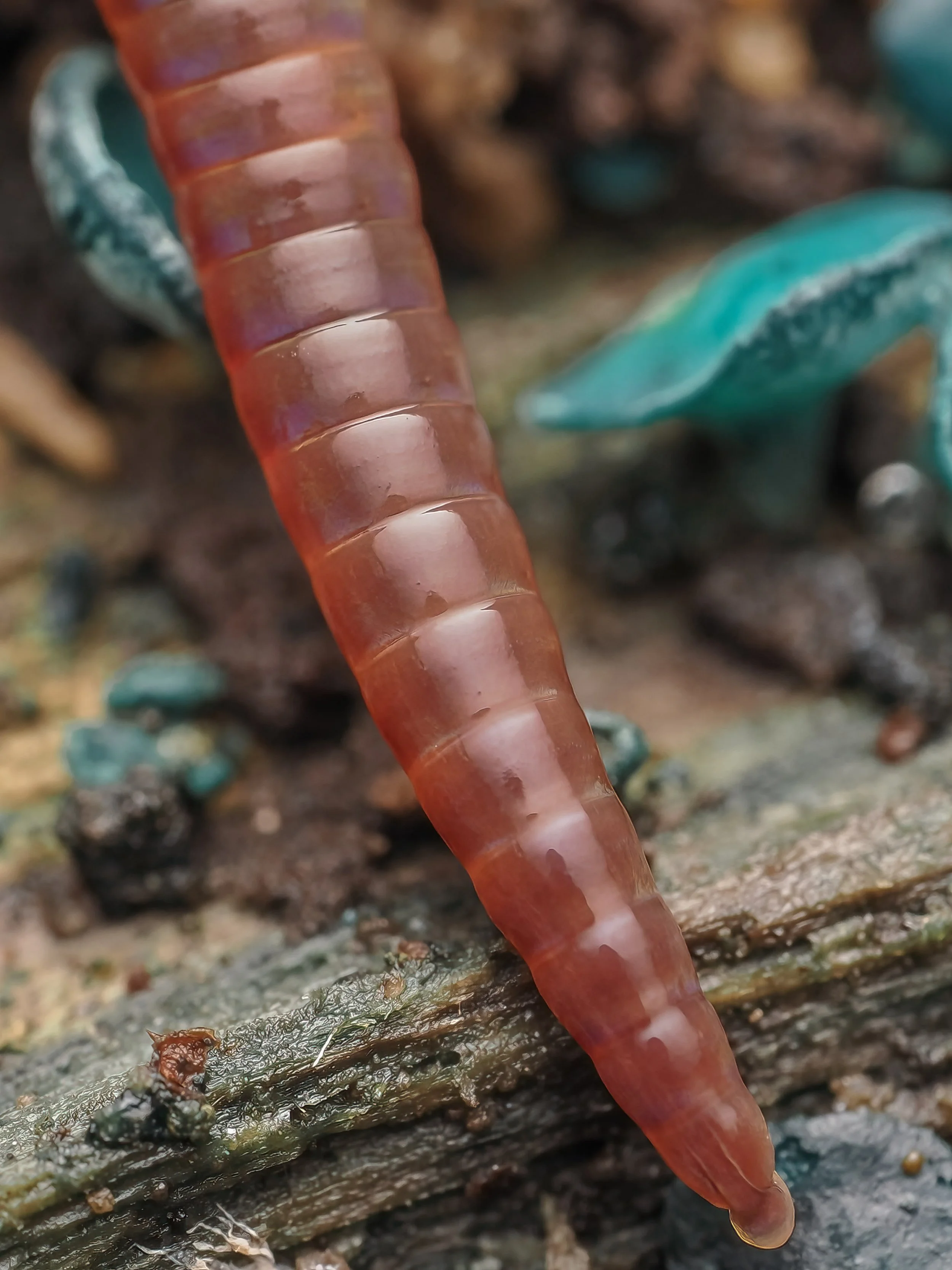 Close-up of a segmented red and brown earthworm crawling on wet wood with some greenish-blue elfcup fungi or fragments in the background.