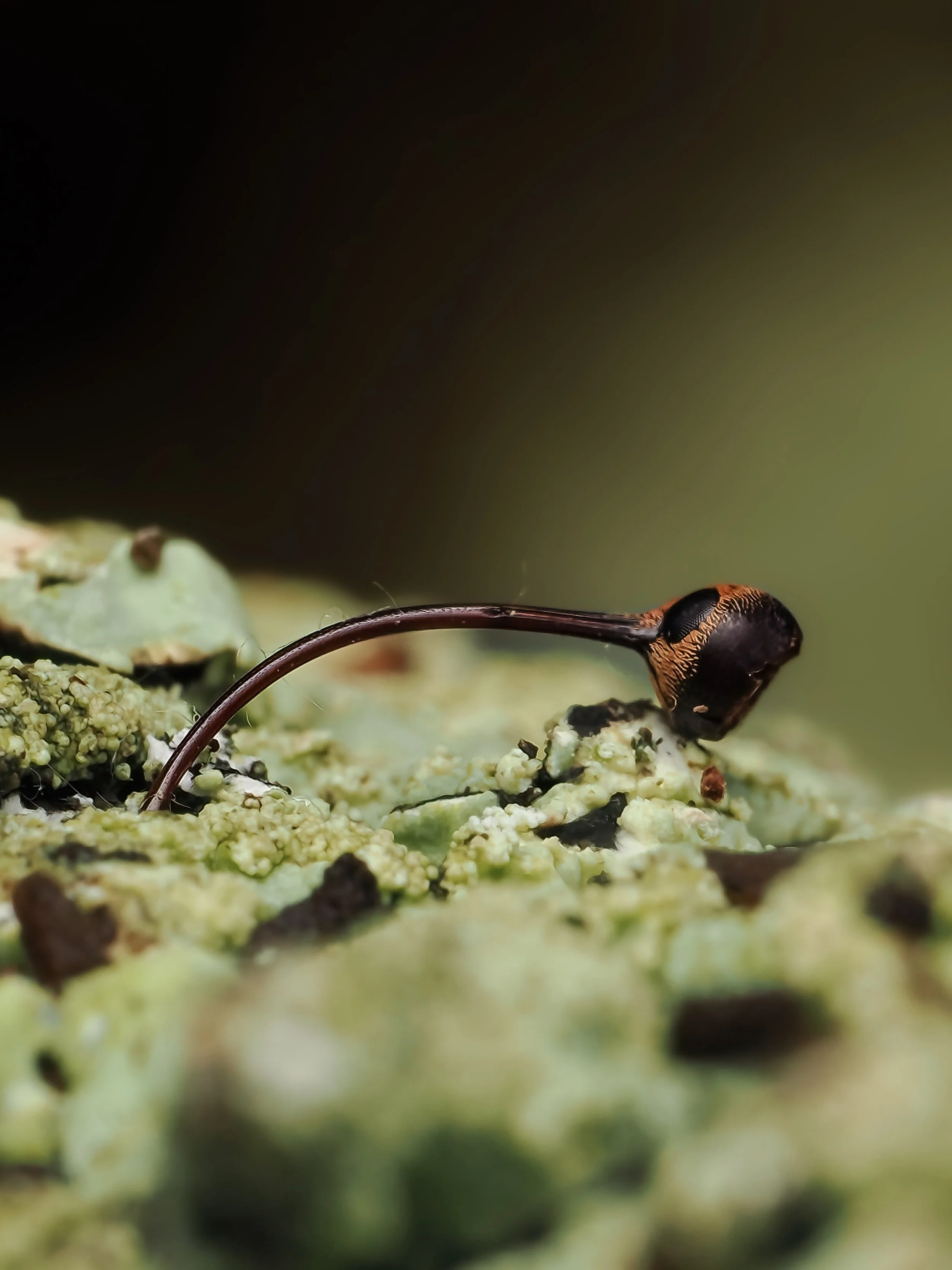 Close-up of a small weevil head with a long, curved body on a green, textured surface, possibly lichen or moss.