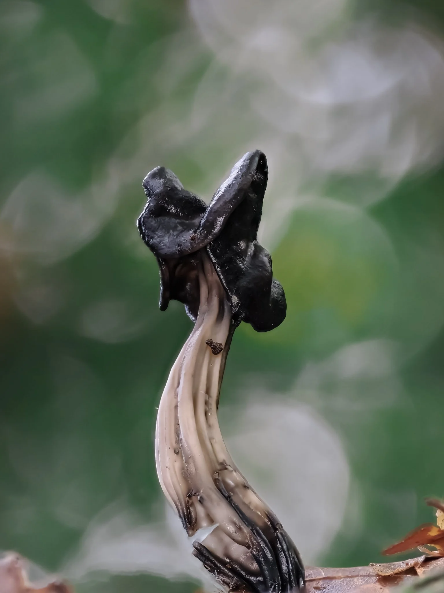 A mushroom with a dark, black cap and a curved, beige stem against a blurred green background.