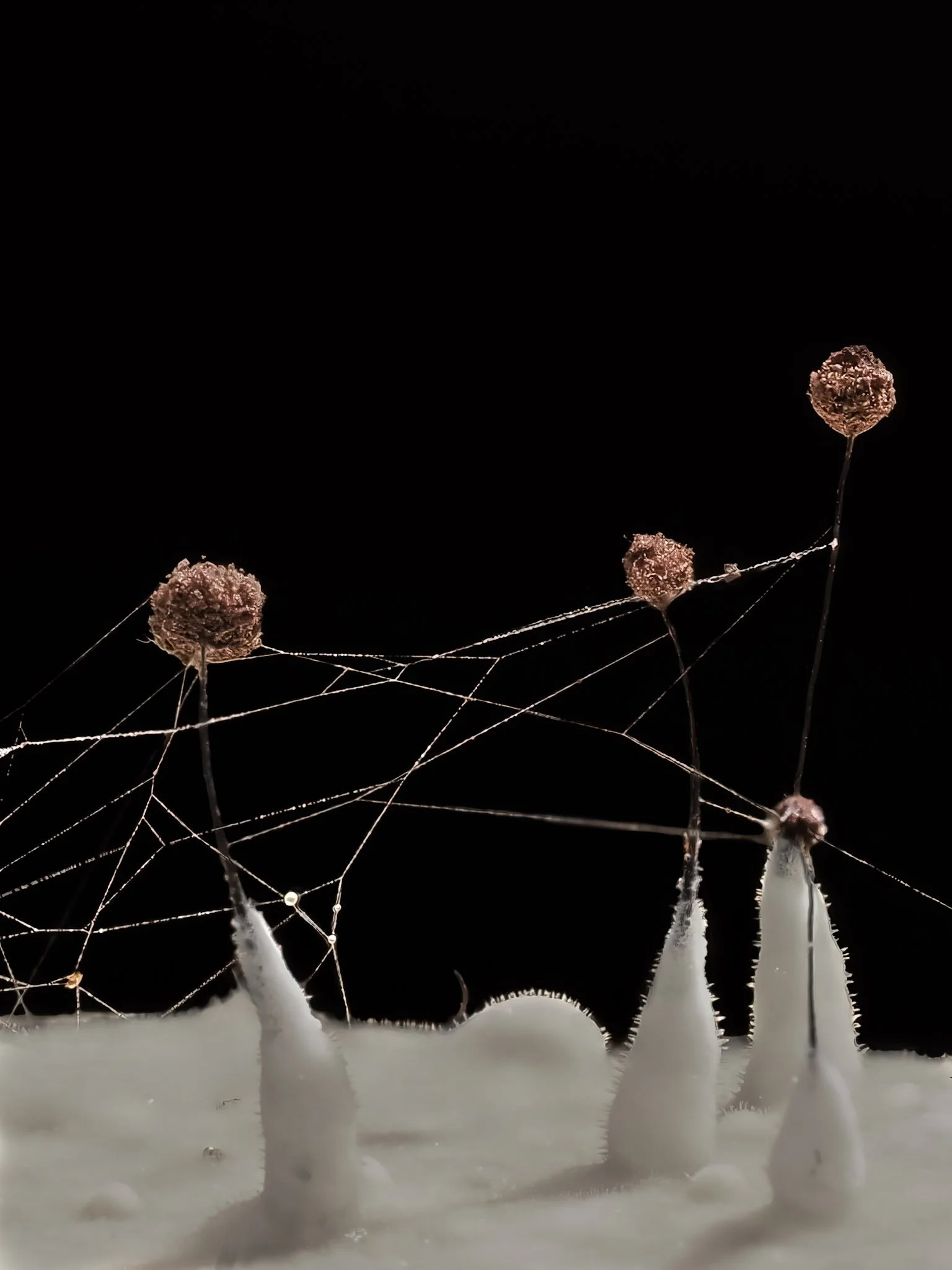 Close-up of a spider web with four dried comatricha slime mold and white mold at the bottom, set against a black background.